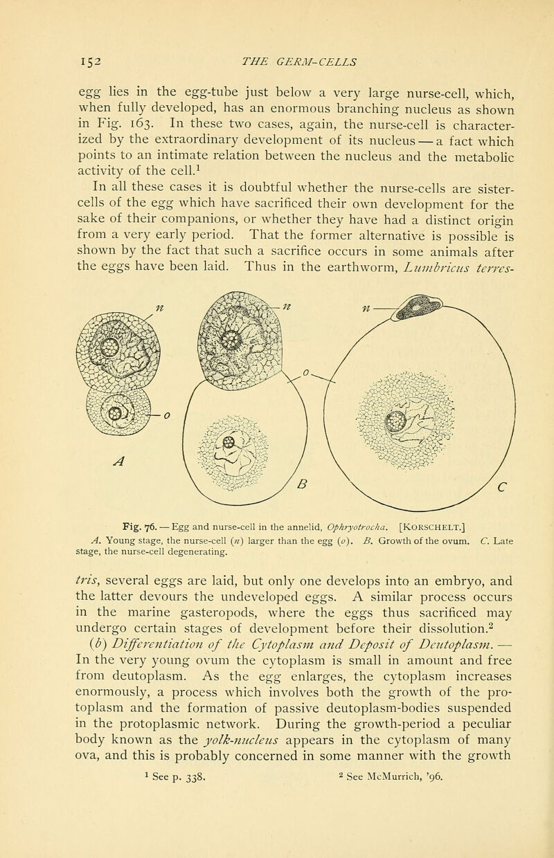 %gg lies in the egg-tube just below a very large nurse-cell, which, when fully developed, has an enormous branching nucleus as shown in Fig. 163. In these two cases, again, the nurse-cell is character- ized by the extraordinary development of its nucleus — a fact which points to an intimate relation between the nucleus and the metaboHc activity of the cell.^ In all these cases it is doubtful whether the nurse-cells are sister- cells of the Q.gg which have sacrificed their own development for the sake of their companions, or whether they have had a distinct origin from a very early period. That the former alternative is possible is shown by the fact that such a sacrifice occurs in some animals after the eggs have been laid. Thus in the earthworm, Linnbriais terres- Fig. 76. — Egg and nurse-cell in the annelid, Ophryotrocha. [KORSCHELT.] A. Young stage, the nurse-cell {n) larger than the egg (<?). B. Growth of the ovum, stage, the nurse-cell degenerating. C. Late tris, several eggs are laid, but only one develops into an embryo, and the latter devours the undeveloped eggs. A similar process occurs in the marine gasteropods, where the eggs thus sacrificed may undergo certain stages of development before their dissolution.^ {b) Dijferentiation of the Cytoplasm and Deposit of Detitoplasm. — In the very young ovum the cytoplasm is small in amount and free from deutoplasm. As the egg enlarges, the cytoplasm increases enormously, a process which involves both the growth of the pro- toplasm and the formation of passive deutoplasm-bodies suspended in the protoplasmic network. During the growth-period a peculiar body known as the yolk-micleiLS appears in the cytoplasm of many ova, and this is probably concerned in some manner with the growth 1 See p. 338. 2 See McMurrich, '96.