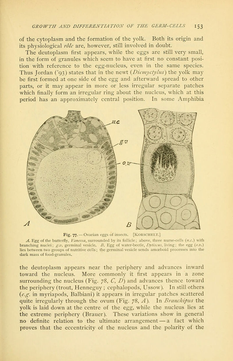 of the cytoplasm and the formation of the yolk. Both its origin and its physiological role are, however, still involved in doubt. The deutoplasm first appears, while the eggs are still very small, in the form of granules which seem to have at first no constant posi- tion with reference to the egg-nucleus, even in the same species. Thus Jordan ('93) states that in the newt {Diemyctyhis) the yolk may be first formed at one side of the Q.g^ and afterward spread to other parts, or it may appear in more or less irregular separate patches which finally form an irregular ring about the nucleus, which at this period has an approximately central position. In some Amphibia Fig- 77' — Ovarian eggs of insects. [Korschelt.] A. Egg of the butterfly, Vanessa, surrounded by its follicle; above, three nurse-cells (//.tr.) with branching nuclei; g.v. germinal vesicle. B. Egg of water-beetle, Dytiscus, living; the egg {o.v.) lies between two groups of nutritive cells; the germinal vesicle sends amoeboid processes into the dark mass of food-granules. the deutoplasm appears near the periphery and advances inward toward the nucleus. More commonly it first appears in a zone surrounding the nucleus (Fig. y^, C, D) and advances thence toward the periphery (trout, Henneguy ; cephalopods, Ussow). In still others {e.o-. in myriapods, Balbiani) it appears in irregular patches scattered quite irregularly through the ovum (Fig. 78, A). In BraiicJiipns the yolk is laid down at the centre of the Q.gg, while the nucleus lies at the extreme periphery (Brauer). These variations show in general no definite relation to the ultimate arrangement — a fact which proves that the eccentricity of the nucleus and the polarity of the