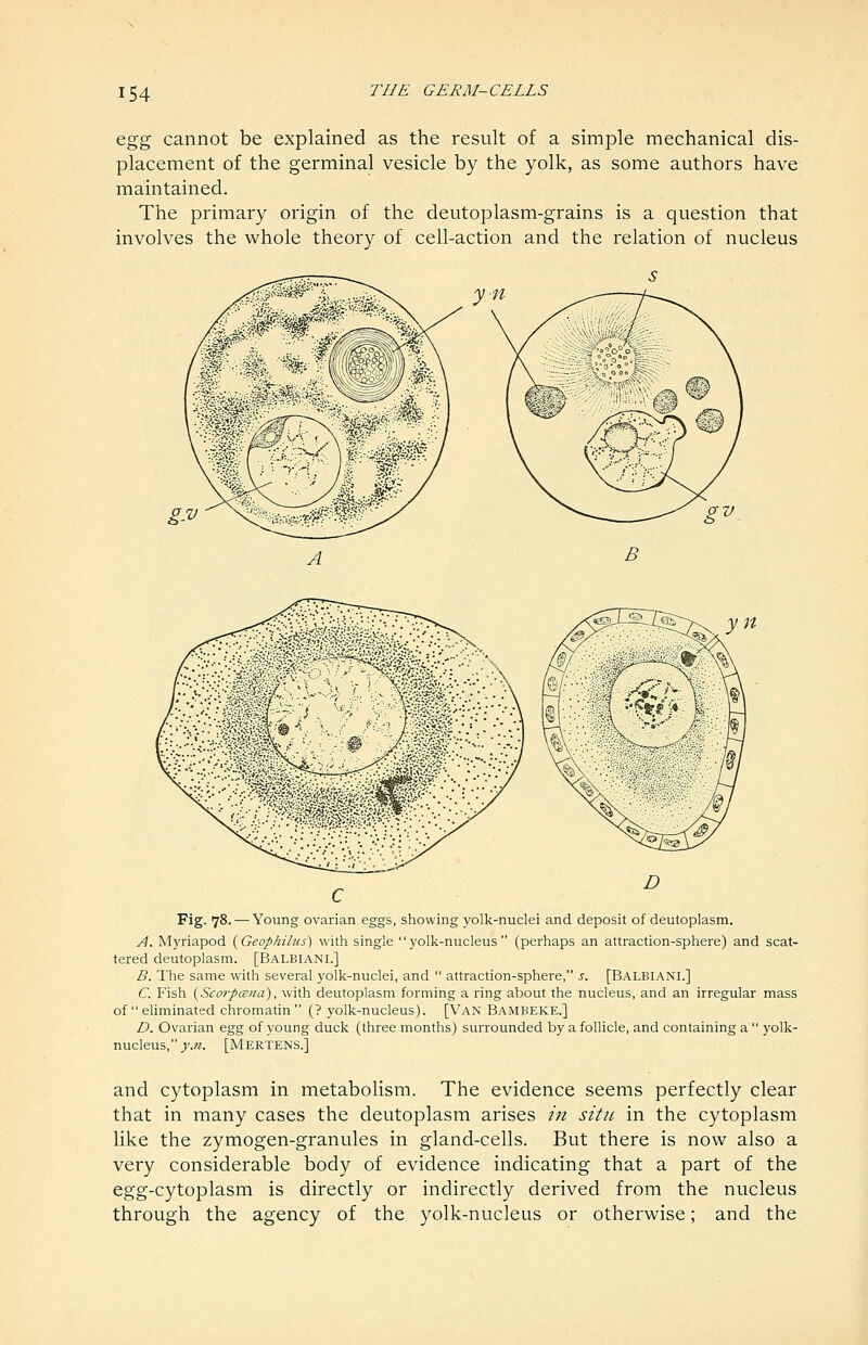 Q^g cannot be explained as the result of a simple mechanical dis- placement of the germinal vesicle by the yolk, as some authors have maintained. The primary origin of the deutoplasm-grains is a question that involves the whole theory of cell-action and the relation of nucleus Fig. 78. — Young ovarian eggs, showing yolk-nuclei and deposit of deutoplasm. A. Myriapod {Geopkilus) with single yolk-nucleus (perhaps an attraction-sphere) and scat- tered deutoplasm. [Balbiani.] B. The same with several yolk-nuclei, and  attraction-sphere, s. [Balbiani.] C. Fish {Scorpcsna), with deutoplasm forming a ring about the nucleus, and an irregular mass of  eliminated chromatin  (? yolk-nucleus). [Van Bambeke.] D. Ovarian egg of young duck (three months) surrounded by a follicle, and containing a  yolk- nucleus, y.n. [Mertens.] and cytoplasm in metabolism. The evidence seems perfectly clear that in many cases the deutoplasm arises in sitti. in the cytoplasm like the zymogen-granules in gland-cells. But there is now also a very considerable body of evidence indicating that a part of the egg-cytoplasm is directly or indirectly derived from the nucleus through the agency of the yolk-nucleus or otherwise; and the