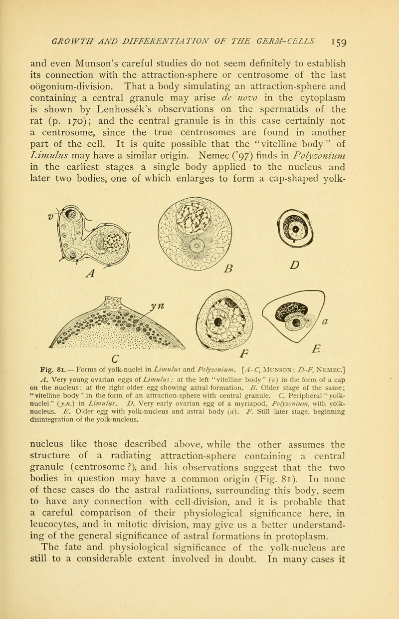 and even Munson's careful studies do not seem definitely to establish its connection with the attraction-sphere or centrosome of the last oogonium-division. That a body simulating an attraction-sphere and containing a central granule may arise de novo in the cytoplasm is shown by Lenhossek's observations on the spermatids of the rat (p. 170); and the central granule is in this case certainly not a centrosom.e, since the true centrosomes are found in another part of the cell. It is quite possible that the vitelHne body of Liniiilus may have a similar origin. Nemec ('97) finds in Polyzoniictn in the earliest stages a single body applied to the nucleus and later two bodies, one of which enlarges to form a cap-shaped yolk- t„- o^^ ■So « 'i* o * <9- ^ 90 c Fig. 81. — Forms of yolk-nuclei in Limulus and Polyzonium. [,^-C, MUNSON; D-F, Nemec] A. Very young ovarian eggs oiLimulus; at the left vitelline body {v) in the form of a cap on the nucleus; at the right older egg showing astral formation. B. Older stage of the same; vitelline body in the form of an attraction-sphere with central granule. C. Peripheral yolk- nuclei (^.w.) in Limulus. D. Very early ovarian egg of a myriapod, Polyzonium, with yolk- nucleus. E. Older egg with yolk-nucleus and astral body \a). F. Still later stage, beginning disintegration of the yolk-nucleus. nucleus hke those described above, while the other assumes the structure of a radiating attraction-sphere containing a central granule (centrosome .?), and his observations suggest that the two bodies in question may have a common origin (Fig. 81). In none of these cases do the astral radiations, surrounding this body, seem to have any connection with cell-division, and it is probable that a careful comparison of their physiological significance here, in leucocytes, and in mitotic division, may give us a better understand- ing of the general significance of astral formations in protoplasm. The fate and physiological significance of the yolk-nucleus are still to a considerable extent involved in doubt. In many cases it