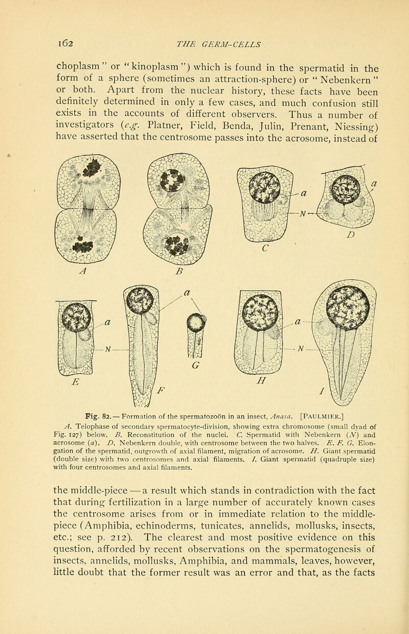 choplasm or kinoplasm) which is found in the spermatid in the form of a sphere (sometimes an attraction-sphere) or  Nebenkern  or both. Apart from the nuclear history, these facts have been definitely determined in only a few cases, and much confusion still exists in the accounts of different observers. Thus a number of investigators {e.g. Platner, Field, Benda, Julin, Prenant, Niessing) have asserted that the centrosome passes into the acrosome, instead of Pig. 82. — Formation of the spermatozoon in an insect, Anasa. [Paulmier.] A. Telophase of secondary spermatocyte-division, showing extra chromosome (small dyad of Fig. 127) below. B. Reconstitution of the nuclei. C. Spermatid with Nebenkern (A'') and acrosome {a). D. Nebenkern double, with centrosome between the two halves. E. F. G. Elon- gation of the spermatid, outgrowth of axial filament, migration of acrosome. H. Giant spermatid (double size) with two centrosomes and axial filaments. /. Giant spermatid (quadruple size) with four centrosomes and axial filaments. the middle-piece—^a result which stands in contradiction with the fact that during fertilization in a large number of accurately known cases the centrosome arises from or in immediate relation to the middle- piece (Amphibia, echinoderms, tunicates, annelids, mollusks, insects, etc.; see p. 212). The clearest and most positive evidence on this question, afforded by recent observations on the spermatogenesis of insects, annelids, mollusks. Amphibia, and mammals, leaves, however, little doubt that the former result was an error and that, as the facts