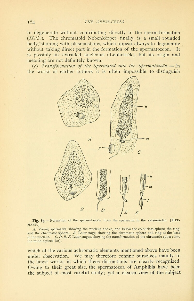 to degenerate without contributing directly to the sperm-formation {Helix). The chromatoid Nebenkorper, finally, is a small rounded body/staining with plasma-stains, which appear always to degenerate without taking direct part in the formation of the spermatozoon. It is possibly an extruded nucleolus (Lenhossek), but its origin and meaning are not definitely known. {c) Transformation of the Spermatid into the Spermatozoon. — In the works of earlier authors it is often impossible to distinguish Fig. 83. — Formation of the spermatozoon from the spermatid in the salamander. [HER- MANN.] A. Young spermatid, showing the nucleus above, and below the colourless sphere, the ring, and the chromatic sphere. B. Later stage, showing the chromatic sphere and ring at the base of the nucleus. C. D. E. F. Later stages, showing the transformation of the chromatic sphere into the middle-piece (w). which of the various achromatic elements mentioned above have been under observation. We may therefore confine ourselves mainly to the latest works, in which these distinctions are clearly recognized. Owing to their great size, the spermatozoa of Amphibia have been the subject of most careful study; yet a clearer view of the subject