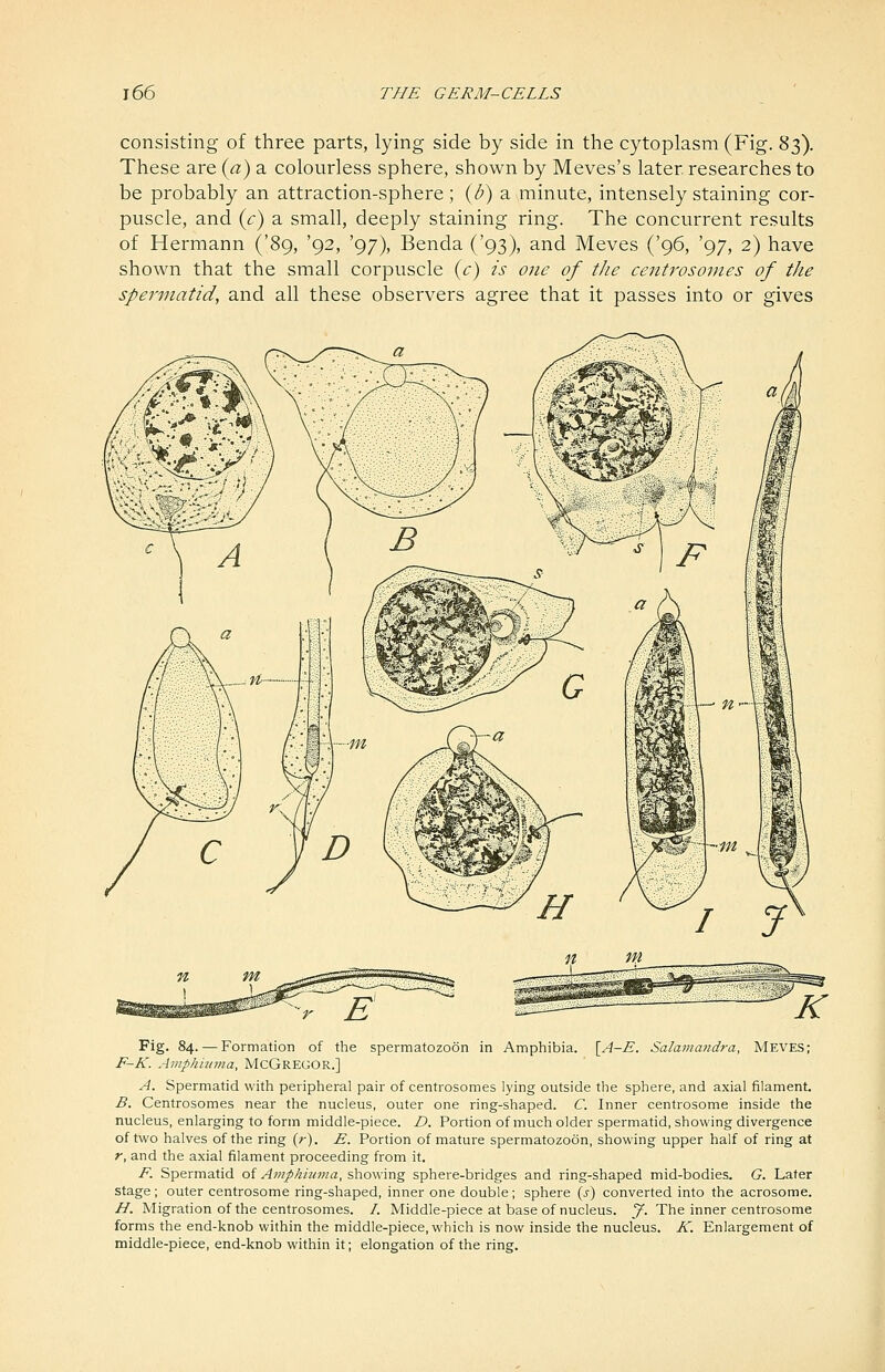 consisting of three parts, lying side by side in the cytoplasm (Fig. 83). These are {a) a colourless sphere, shown by Meves's later researches to be probably an attraction-sphere; (^) a minute, intensely staining cor- puscle, and {c) a small, deeply staining ring. The concurrent results of Hermann ('89, '92, '97), Benda ('93), and Meves ('96, '97, 2) have shown that the small corpuscle {c) is one of the centrosomes of the spermatid, and all these observers agree that it passes into or gives Fig. 84. — Formation of the spermatozoon in Amphibia. \^A-E. Salammidra, Meves; F-K. Amphimna, McGregOR.] A. Spermatid with peripheral pair of centrosomes lying outside the sphere, and axial filament. B. Centrosomes near the nucleus, outer one ring-shaped. C. Inner centrosome inside the nucleus, enlarging to form middle-piece. D. Portion of much older spermatid, showing divergence of two halves of the ring (r). E. Portion of mature spermatozoon, showing upper half of ring at r, and the axial filament proceeding from it. F. Spermatid of Amphiuma, showing sphere-bridges and ring-shaped mid-bodies. G. Later stage; outer centrosome ring-shaped, inner one double; sphere {s) converted into the acrosome. H. Migration of the centrosomes. /. Middle-piece at base of nucleus, y. The inner centrosome forms the end-knob within the middle-piece, which is now inside the nucleus. K. Enlargement of middle-piece, end-knob within it; elongation of the ring.