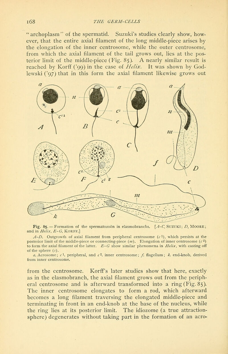archoplasm of the spermatid. Suzuki's studies clearly show, how- ever, that the entire axial filament of the long middle-piece arises by the elongation of the inner centrosome, while the outer centrosome, from which the axial filament of the tail grows out, lies at the pos- terior limit of the middle-piece (Fig. 85). A nearly similar result is reached by Korff ('99) in the case of Helix. It was shown by God- lewski ('97) that in this form the axial filament likewise grows out Fig. 85. — Formation of the spermatozoon in elasmobranchs. \A-C, Suzuki; D, Moore; and in Helix, E-G, KoRFF.] A-D. Outgrowth of axial filament from peripheral centrosome (ci), which persists at the posterior limit of the middle-piece or connecting-piece {ni). Elongation of inner centrosome {c^) to form the axial filament of the latter. E-G show similar phenomena in Helix, with casting off of the sphere (s). fl. Acrosome; ci. peripheral, and c^. inner centrosome; f. fiagellum; k. end-knob, derived from inner centrosome. from the centrosome. Korff's later studies show that here, exactly as in the elasmobranch, the axial filament grows out from the periph- eral centrosome and is afterward transformed into a ring (Fig. 85). The inner centrosome elongates to form a rod, which afterward becomes a long filament traversing the elongated middle-piece and terminating in front in an end-knob at the base of the nucleus, while the ring lies at its posterior limit. The idiozome (a true attraction- sphere) degenerates without taking part in the formation of an aero-