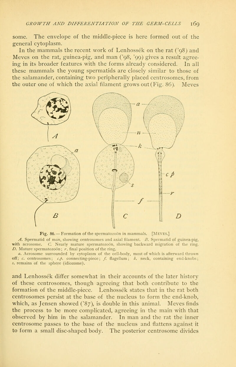 some. The envelope of the middle-piece is here formed out of the general cytoplasm. In the mammals the recent work of Lenhossek on the rat ('98) and Meves on the rat, guinea-pig, and man ('98, '99) gives a result agree- ing in its broader features with the forms already considered. In all these mammals the young spermatids are closely similar to those of the salamander, containing two peripherally placed centrosomes, from the outer one of which the axial filament grows out (Fig. 86). Meves Fig. 86. — Formation of the spermatozoon in mammals. [Meves.] A. Spermatid of man, sliowing centrosomes and axial filament. B. Spermatid of guinea-pig, with acrosome. C. Nearly mature spermatozoon, showing backward migration of the ring. D. Mature spermatozoon; r. final position of the ring. a. Acrosome surrounded by cytoplasm of the cell-body, most of which is afterward thrown off; c. centrosomes; c.p. connecting-piece; f. fiagellum; k. neck, containing end-knobs; J. remains of the sphere (idiozome). and Lenhossek differ somewhat in their accounts of the later history of these centrosomes, though agreeing that both contribute to the formation of the middle-piece. Lenhossek states that in the rat both centrosomes persist at the base of the nucleus to form the end-knob, which, as Jensen showed ('87), is double in this animal. Meves finds the process to be more complicated, agreeing in the main with that observed by him in the salamander. In man and the rat the inner centrosome passes to the base of the nucleus and flattens against it to form a small disc-shaped body. The posterior centrosome divides
