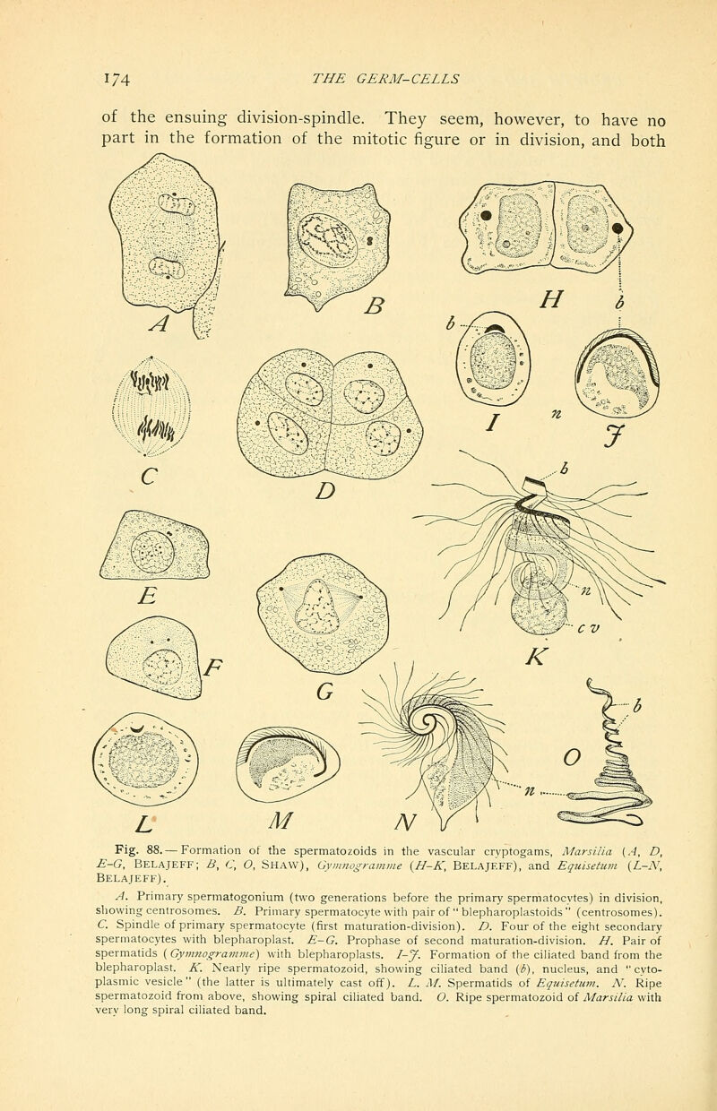 of the ensuing division-spindle. They seem, however, to have no part in the formation of the mitotic figure or in division, and both Fig. 88. — Formation of the spermatozoids in the vascular cryptogams, Marsilla [A, D, E-G, BelajefF; B, C, O, Shaw), Gymnogramme {H-K, Belajeff), and Equlsetum {L-N, Belajeff). A. Primary spermatogonium (two generations before the primary spermatocytes) in division, showing centrosomes. B. Primary spermatocyte with pair of  blepharoplastoids  (centrosomes). C. Spindle of primary spermatocyte (first maturation-division). D. Four of the eight secondary spermatocytes with blepharoplast. E~G. Prophase of second maturation-division. H. Pair of spermatids ( Gyninogramyne) with blepharoplasts. I-J. Formation of the cihated band from the blepharoplast. K. Nearly ripe spermatozoid, showing ciliated band {b), nucleus, and cyto- plasmic vesicle (the latter is ultimately cast off). L. M. Spermatids of Equisetuni. N. Ripe spermatozoid from above, showing spiral ciliated band. O. Ripe spermatozoid of Marsilla with very long spiral ciliated band.