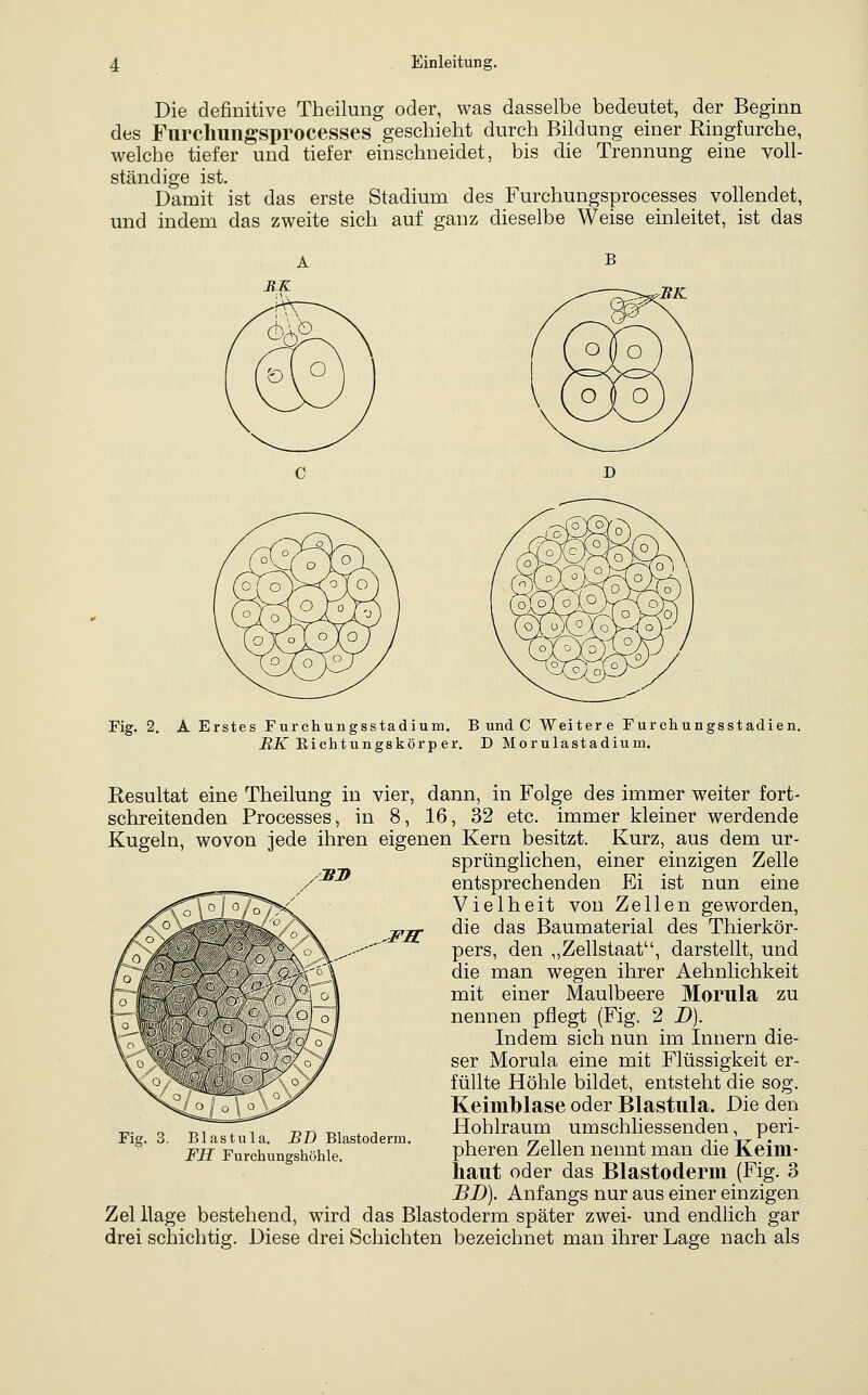 Die definitive Theilung oder, was dasselbe bedeutet, der Beginn des Fiirclmngsprocesses geschieht durch Bildung einer Ringfurche, welche tiefer und tiefer einschneidet, bis die Trennung eine voll- ständige ist. Damit ist das erste Stadium des Furchungsprocesses vollendet, und indem das zweite sich auf ganz dieselbe Weise einleitet, ist das RK BK Fig. 2. A Erstes Furchungsstadium. B und C Weitere Furchungsstadien. üiT Eichtungskörper. D Morulastadiiim, iBlf -Fs: Resultat eine Theilung in vier, dann, in Folge des immer weiter fort- schreitenden Processes, in 8, 16, 32 etc. immer kleiner werdende Kugeln, wovon jede ihren eigenen Kern besitzt. Kurz, aus dem ur- sprünglichen, einer einzigen Zelle entsprechenden Ei ist nun eine Vielheit von Zellen geworden, die das Baumaterial des Thierkör- pers, den ,,Zellstaat, darstellt, und die man wegen ihrer x4.ehnlichkeit mit einer Maulbeere Morula zu nennen pflegt (Fig. 2 D). Indem sich nun im Innern die- ser Morula eine mit Flüssigkeit er- füllte Höhle bildet, entsteht die sog. Keimblase oder Blastula. Die den Hohlraum umschliessenden, peri- pheren Zellen nennt man die Keim- liaiit oder das Blastoderm (Fig. 3 BD). Anfangs nur aus einer einzigen Zel Hage bestehend, wird das Blastoderm später zwei- und endlich gar drei schichtig. Diese drei Schichten bezeichnet man ihrer Lage nach als Blastula. BD Blastoderm. FH Furchungshöhle.