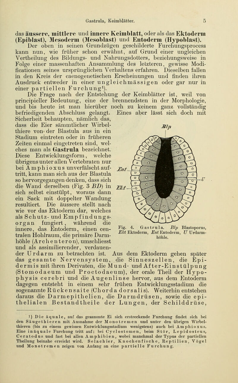 G astrula, Keimblätter. das äussere, mittlere und innere Keimblatt, oder als das Ektoderm (Epiblast), Mesoderm (Mesoblast) und Entoderm (Hypoblast). Der oben in seinen Grundzügen geschilderte Furcnungsprocess kann nun, wie früher schon erwähnt, auf Grund einer ungleichen Vertheiluug des Bildungs- und Nahrungsdotters, beziehungsweise in Folge einer massenhaften Ansammlung des letzteren, gewisse Modi- ficationen seines ursprünglichen Verhaltens erfahren. Dieselben fallen in den Kreis der caenogenetischen Erscheinungen und finden ihren Ausdruck entweder in einer ungleichmässigen oder gar nur in einer partiellen Furchung^). Die Frage nach der Entstehung der Keimblätter ist, weil von principieller Bedeutung, eine der brennendsten in der Morphologie, und bis heute ist man hierüber noch zu keinem ganz vollständig befriedigenden Abschluss gelangt. Eines aber lässt sich doch mit Sicherheit behaupten, nämlich das, dass die Eier sämmtlicher Wirbel- thiere von^ der Blastula aus in ein Stadium eintreten oder in früheren Zeiten einmal eingetreten sind, wel- ches man als Gastrula bezeichnet. Diese Entwicklungsform, welche übrigens unter allen Vertebraten nur beiAmphioxus unverfälscht auf- tritt, kann man sich aus der Blastula so hervorgegangen denken, dass sich die Wand derselben (Fig. 3 BD) in sich selbst einstülpt, woraus dann ein Sack mit doppelter Wandung resultiert. Die äussere stellt nach wie vor das Ektoderm dar, welches als Schutz- und Empfindungs- organ fungiert, während die innere, das Entoderm, einen cen- tralen Hohlraum, die primäre Darm- höhle (A r c h e n t e r o n), umschliesst und als assimilierender, verdauen- der Urdarm zu betrachten ist. Aus dem Ektoderm gehen später das gesamte Nervensystem, die Sinneszellen, die Epi- dermis mit ihren Derivaten, die Mund- und After-Einstülpung (Stomodaeum und Proctodaeum), der orale Theil der Hypo- physis cerebri und die Augenlinse hervor, aus dem Entoderm dagegen entsteht in einem sehr frühen Entwicklungsstadium die sogenannte Rückensaite (Chorda dorsalis). Weiterhin entstehen daraus die Darmepithelien, die Darmdrüsen, sowie die epi- thelialen ßestandtheile der Lungen, der Schilddrüse, Änt...,. Ukt. Fig. 4. Gastrula. Hl'p Blastoporus, Eht Ektoderm, Eni Entoderm, JJ Urdarm- höhle. 1) Die äquale, auf das gesammte Ei sich erstreckende Furchung findet sich bei den Säugethieren mit Ausnahme der Monotremen und unter den übrigen Wirbel- thieren (bis zu einem gewissen Entwicklungsstadium wenigstens) auch bei Amphioxus. Eine inäquale Furchung tritt auf: bei Cyclostomen, beim Stör, Lepidosteus, Ceratodus und fast bei allen Amphibien, wobei manchmal der Typus der partiellen Theilung beinahe erreicht wird. Selachier, Knochenfische, Reptilien, Vögel und Monotremen zeigen von Anfang an eine partielle Furchung.