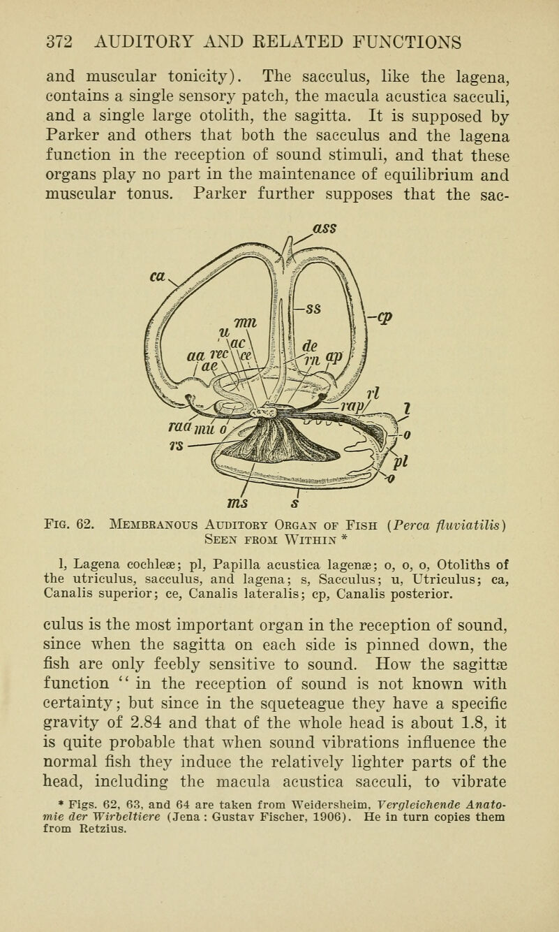 and muscular tonicity). The sacculus, like the lagena, contains a single sensory patch, the macula acustica sacculi, and a single large otolith, the sagitta. It is supposed by Parker and others that both the sacculus and the lagena function in the reception of sound stimuli, and that these organs play no part in the maintenance of equilibrium and muscular tonus. Parker further supposes that the sac- dSS ms Fig. 62. Membranous Auditory Organ of Fish {Perca fluviatilis) Seen from Within * 1, Lagena cochleae; pi, Papilla acustica lagense; o, o, o, Otoliths of the utriculus, sacculus, and lagena; s, Sacculus; u, Utriculus; ca, Canalis superior; ce, Canalis lateralis; cp, Canalis posterior. cuius is the most important organ in the reception of sound, since when the sagitta on each side is pinned down, the fish are only feebly sensitive to sound. How the sagittae function in the reception of sound is not known with certainty; but since in the squeteague they have a specific gravity of 2.84 and that of the whole head is about 1.8, it is quite probable that when sound vibrations influence the normal fish they induce the relatively lighter parts of the head, including the macula acustica sacculi, to vibrate * Figs. 62, 63, and 64 are taken from Weidersheim, Vergleichende Anato- mie der WirtelUere (Jena: Gustav Fischer, 1906). He in turn copies them from Retzius.