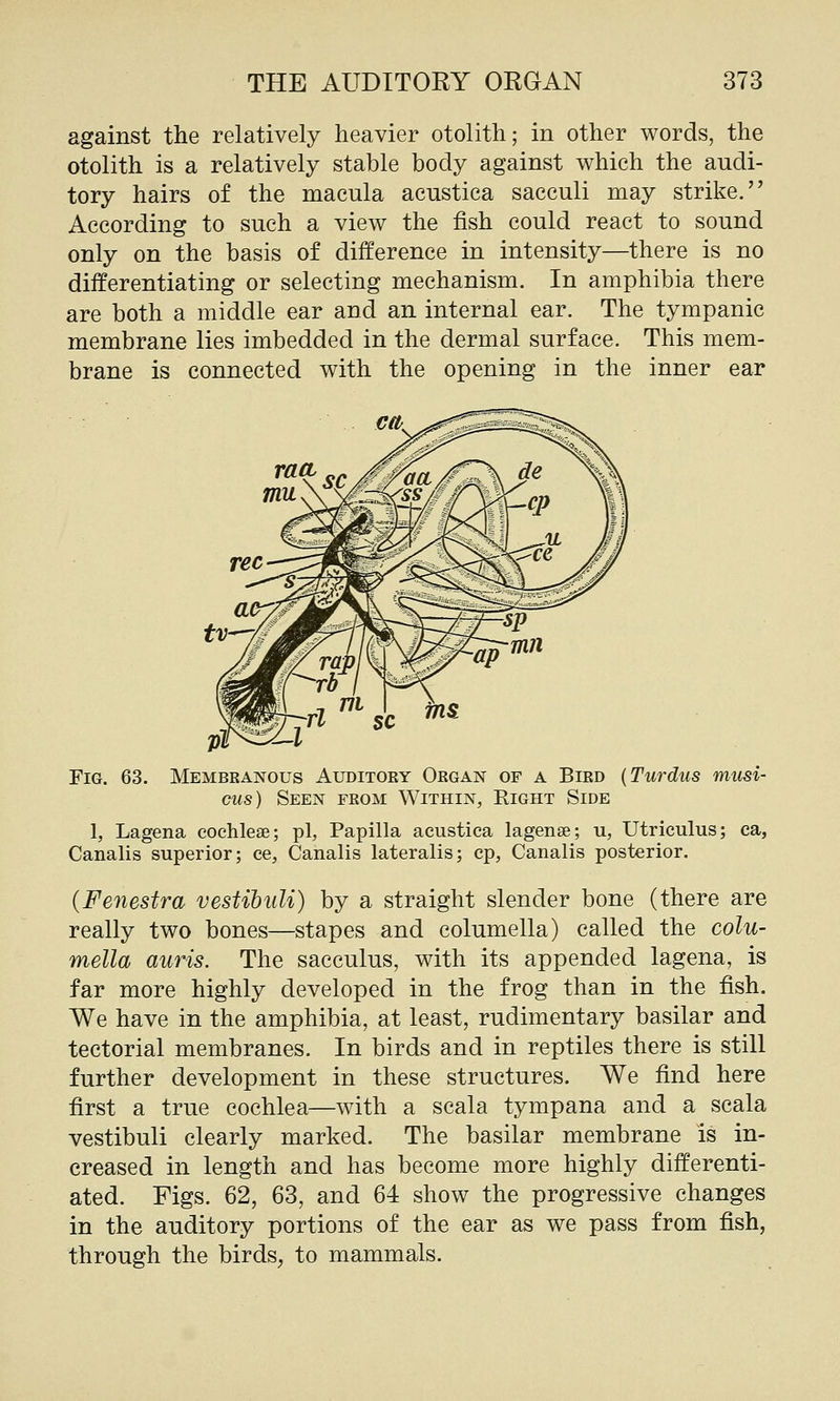 against the relatively heavier otolith; in other words, the otolith is a relatively stable body against which the audi- tory hairs of the macula acustica sacculi may strike. According to such a view the fish could react to sound only on the basis of difference in intensity—there is no differentiating or selecting mechanism. In amphibia there are both a middle ear and an internal ear. The tympanic membrane lies imbedded in the dermal surface. This mem- brane is connected with the opening in the inner ear Fig. 63. Membranous Auditory Organ of a Bird {Turdus musi- cus) Seen from Within, Eight Side 1, Lagena cochleae; pi, Papilla acustica lagense; u, Utriculus; ca, Canalis superior; ce, Canalis lateralis; cp, Canalis posterior. (Fenestra vestibuli) by a straight slender bone (there are really two bones—stapes and columella) called the colu- mella auris. The sacculus, with its appended lagena, is far more highly developed in the frog than in the fish. We have in the amphibia, at least, rudimentary basilar and tectorial membranes. In birds and in reptiles there is still further development in these structures. We find here first a true cochlea—with a scala tympana and a scala vestibuli clearly marked. The basilar membrane is in- creased in length and has become more highly differenti- ated. Figs. 62, 63, and 64 show the progressive changes in the auditory portions of the ear as we pass from fish, through the birds^ to mammals.