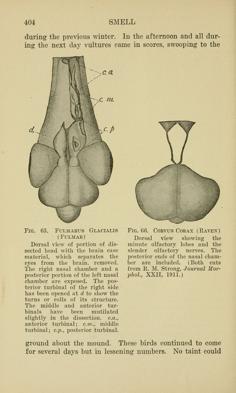 during the previous winter. In the afternoon and all dur- ing the next day vultures came in scores, swooping to the -.ca |- -A m. Fig. 66. Coevus Corax (Raven) Dorsal view showing the minute olfactory lobes and the slender olfactory nerves. The posterior ends of the nasal cham- ber are included. (Both cuts from R. M. Strong, Journal Mor- phol., XXII, 1911.) Fig. 65. Fulmarus Glacialis (Fulmar) Dorsal view of portion of dis- sected head with the brain case material, which separates the eyes from the brain, removed. The right nasal chamber and a posterior portion of the left nasal chamber are exposed. The pos- terior turbinal of the right side has been opened at d to show the turns or rolls of its structure. The middle and anterior tur- binals have been mutilated slightly in the dissection, c.a., anterior turbinal; cm., middle turbinal; c.p., posterior turbinal. ground about the mound. These birds continued to come for several days but in lessening numbers. No taint could