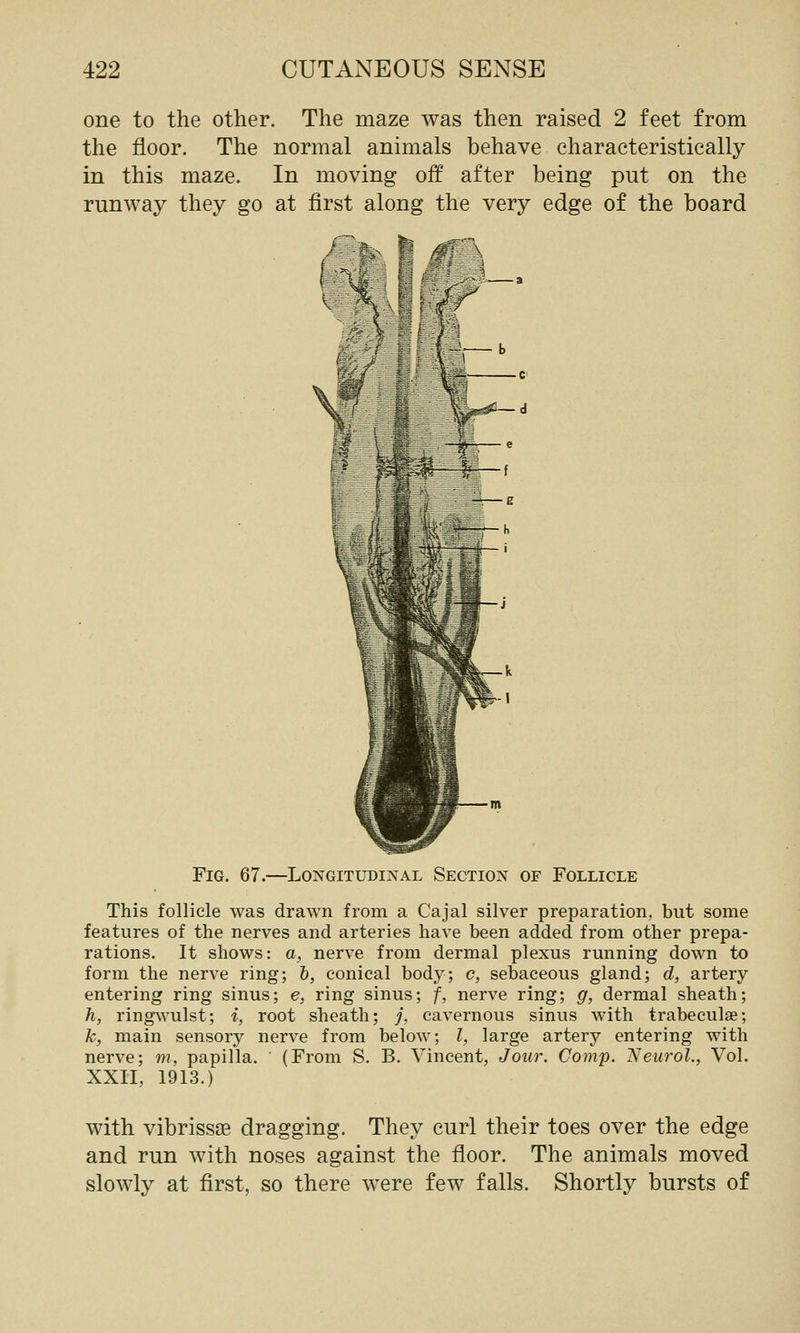 one to the other. The maze was then raised 2 feet from the floor. The normal animals behave characteristically in this maze. In moving off after being put on the runway they go at first along the very edge of the board r^. // V ( Fig. 67.—Longitudinal Section of Follicle This follicle was drawn from a Cajal silver preparation, but some features of the nerves and arteries have been added from other prepa- rations. It shows: a, nerve from dermal plexus running down to form the nerve ring; &, conical body; c, sebaceous gland; d, artery- entering ring sinus; e, ring sinus; f, nerve ring; g, dermal sheath; h, ring\vulst; i, root sheath; /, cavernous sinus with trabeculse; k, main sensory nerve from below; I, large artery entering with nerve; m, papilla. ' (From S. B. Vincent, Jour. Gomp. 'Neurol., Vol. XXII, 1913.) with vibrissEe dragging. They curl their toes over the edge and run with noses against the floor. The animals moved slowly at first, so there were few falls. Shortly bursts of