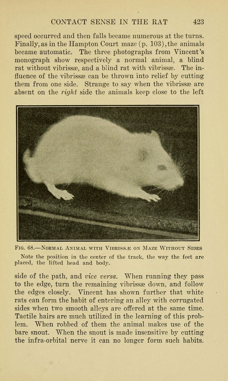 speed occurred and then falls became numerous at the turns. Finally,as in the Hampton Court maze (p. 103),the animals became automatic. The three photographs from Vincent's monograph show respectively a normal animal, a blind rat without vibrissse, and a blind rat with vibriss^e. The in- fluence of the vibrissa can be thrown into relief by cutting them from one side. Strange to say when the vibrissae are absent on the right side the animals keep close to the left Fig. 68.—Normal Animal with Vibrissa on Maze Without Sides Note the position in the center of the track, the way the feet are placed, the lifted head and body. side of the path, and vice versa. When running they pass to the edge, turn the remaining vibrissge down, and follow the edges closely. Vincent has shown further that white rats can form the habit of entering an alley with corrugated sides when two smooth alleys are offered at the same time. Tactile hairs are much utilized in the learning of this prob- lem. When robbed of them the animal makes use of the bare snout. When the snout is made insensitive by cutting the infra-orbital nerve it can no longer form such habits.