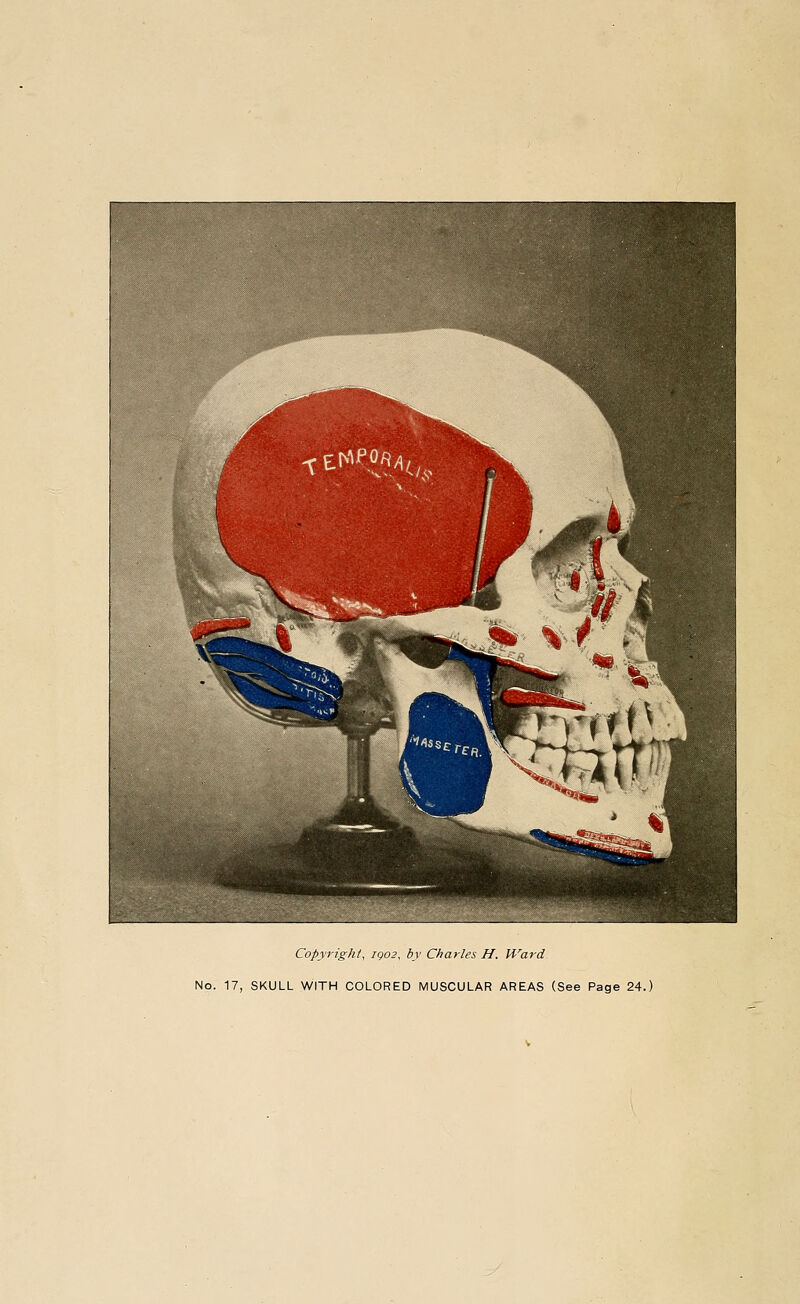 Copyright, igo2, by Charles H. Ward No. 17, SKULL WITH COLORED MUSCULAR AREAS (See Page 24.)