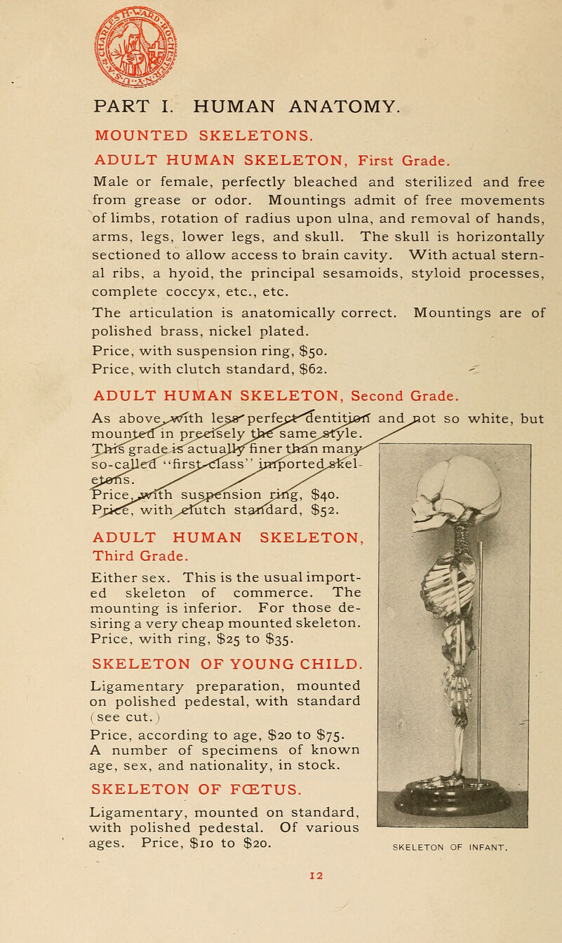 PART I. HUMAN ANATOMY. MOUNTED SKELETONS. ADULT HUMAN SKELETON, First Grade. Male or female, perfectly bleached and sterilized and free from grease or odor. Mountings admit of free movements of limbs, rotation of radius upon ulna, and removal of hands, arms, legs, lower legs, and skull. The skull is horizontally sectioned to allow access to brain cavity. With actual stern- al ribs, a hyoid, the principal sesamoids, styloid processes, complete coccyx, etc., etc. The articulation is anatomically correct. Mountings are of polished brass, nickel plated. Price, with suspension ring, $50. Price, with clutch standard, $62. ADULT HUMAN SKELETON, Second Grade. and jaot so white, but ADULT HUMAN SKELETON, Third Grade. Either sex. This is the usual import- ed skeleton of commerce. The mounting is inferior. For those de- siring a very cheap mounted skeleton. Price, with ring, $25 to $35. SKELETON OF YOUNG CHILD. Ligamentary preparation, mounted on polished pedestal, with standard (see cut.) Price, according to age, $20 to $75. A number of specimens of know^n age, sex, and nationality, in stock. SKELETON OF FCETUS. Ligamentary, mounted on standard, with polished pedestal. Of various ages. Price, $10 to $20. SKELETON OF INFANT.