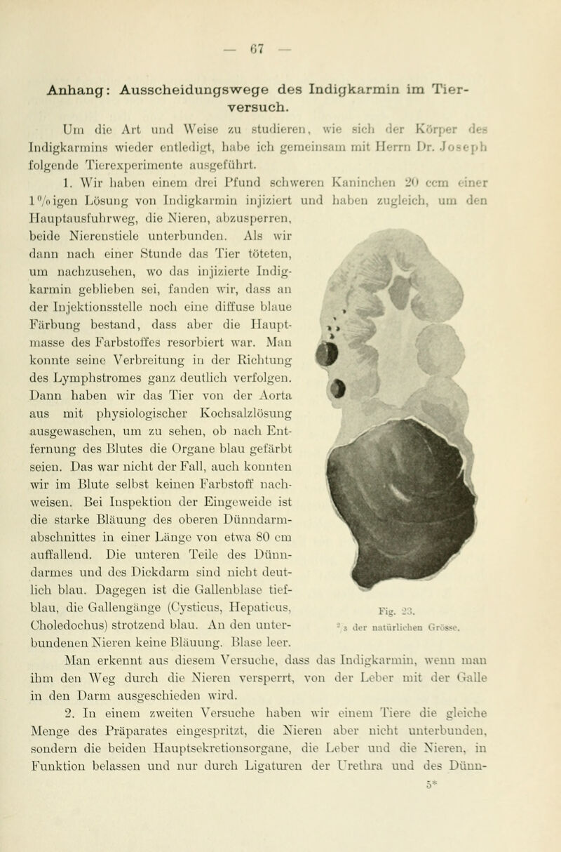 Anhang: Ausscheidungswege des Indigkarmin im Tier- versuch. Um die Art uml Weise zu studieren, wie sich d< [ndigkarmina wieder entledigt, h;il>c ich gemeinsam mit Herrn Dr. Jos« folgende Tierexpern aente ausge KS hrt. 1. Wir haben einein drei Pfund schweren Kaninchen 20 l%igen Lösung von [ndigkarmin injiziert und haben h, um den Hauptausfuhrweg, die Nieren, abzusperren, beide Nierensticle unterbunden. Als wir dann nach einer Stunde das Tier tüteten, um nachzusehen, wo das injizierte Indig- karmin geblieben sei, fanden wir, dass an der Injektionsstelle noch eine diffuse blaue Färbung bestand, dass aber die Haupt- masse des Farbstoffes resorbiert war. Man konnte seine Verbreitung in der Richtung des Lymphstromes ganz deutlich verfolgen. Dann haben wir das Tier von der Aorta aus mit physiologischer Kochsalzlösung ausgewaschen, um zu sehen, ob nach Ent- fernung des Blutes die Organe blau gefärbt seien. Das war nicht der Fall, auch konnten wir im Blute selbst keinen Farbstoff nach- weisen. Bei Inspektion der Eingeweide ist die starke Bläuung des oberen Dünndarm- abschnittes in einer Länge von etwa 80 cm auffallend. Die unteren Teile des Dünn- darmes und des Dickdarm sind nicht deut- lich blau. Dagegen ist die Gallenblase tief- blau, die Gallengänge (Cysticus, Hepaticus, Choledochus) strotzend blau. An den unter- bundenen Nieren keine Bläuung. Blase leer. Man erkennt aus diesem Versuche, dass das [ndigkarmin, wenn man ihm den Weg durch die Nieren versperrt, von der Leber mit der Galle in den Darm ausgeschieden wird. 2. In einem zweiten Versuche haben wir einem Tiere die gleiche Menge des Präparates eingespritzt, die Nieren aber nicht unterbunden, sondern die beiden Hauptsekretionsorgane, die Leber und die Nieren, in Funktion belassen und nur durch Ligaturen der Urethra uud des Dünn- Flg. .; der natürlichen Gl ss