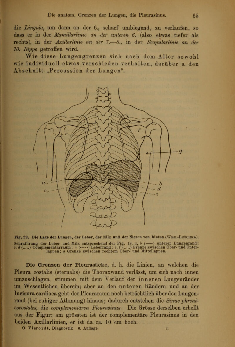 die Lingula, um dann an der 6., scharf umbiegend, zu verlaufen, so dass er in der Mamillarlinie an der unteren 6. (also etwas tiefer als rechts), in der Äxillarlinie an der 7.—8., in der Scapularlinie an der 10, Rippe getroffen wird. Wie diese Lungengrenzen sich nach dem Alter sowohl wie individuell etwas verschieden verhalten, darüber s. den Abschnitt „Percussion der Lungen. Fig. 22. Die Lage der Lungen, der Leber, der Milz und der Nieren von Iiinten (Weil-LUSCHKA). Schraffimng der Leber und Milz entsprechend der Fig. 19. a, b ( ) unterer Lungenrand; c,d{ ) Complementärraum; i ( ) Leberrand; e,f { ) Grenze zwischen Ober-und Unter- lappen; g Grenze zwischen rechtem Ober- und Mittellappen. Die Grenzen der Pleurasäcke, d. h. die Linien, an welchen die Pleura costalis (sternalis) die Thoraxwand verlässt, um sich nach innen umzuschlagen, stimmen mit dem Verlauf der inneren Lungenränder im Wesentlichen überein; aber an den unteren Rändern und an der Incisura cardiaca geht der Pleuraraum noch beträchtlich über den Lungen- rand (bei ruhiger Athmung) hinaus; dadurch entstehen die Sinusphreni- cocostales, die complementären Pleurasinus. Die Grösse derselben erhellt aus der Figur; am grössten ist der complementäre Pleurasinus in den beiden Axillarlinien, er ist da ca. 10 cm hoch. 0. Vierordt, Diagnostik 6. Auflage. 5