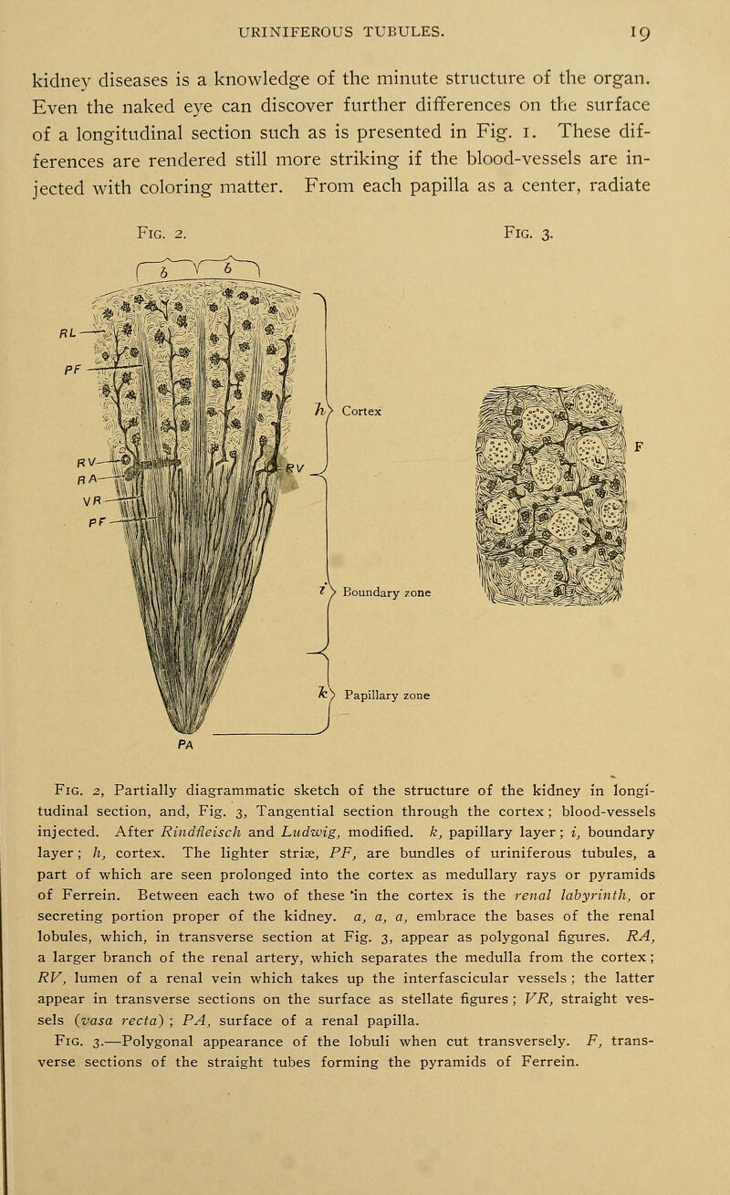 kidney diseases is a knowledge of the minute structure of the organ. Even the naked eye can discover further differences on the surface of a longitudinal section such as is presented in Fig. 1. These dif- ferences are rendered still more striking if the blood-vessels are in- jected with coloring matter. From each papilla as a center, radiate Fig. 3. Boundary zone Papillary zone Fig. 2, Partially diagrammatic sketch of the structure of the kidney in longi- tudinal section, and, Fig. 3, Tangential section through the cortex; blood-vessels injected. After Rindfleisch and Ludwig, modified, k, papillary layer; i, boundary layer; h, cortex. The lighter striae, PF, are bundles of uriniferous tubules, a part of which are seen prolonged into the cortex as medullary rays or pyramids of Ferrein. Between each two of these 'in the cortex is the renal labyrinth, or secreting portion proper of the kidney, a, a, a, embrace the bases of the renal lobules, which, in transverse section at Fig. 3, appear as polygonal figures. RA, a larger branch of the renal artery, which separates the medulla from the cortex; RV, lumen of a renal vein which takes up the interfascicular vessels ; the latter appear in transverse sections on the surface as stellate figures ; VR, straight ves- sels (vasa recta) ; PA, surface of a renal papilla. Fig. 3.—Polygonal appearance of the lobuli when cut transversely. F, trans- verse sections of the straight tubes forming the pyramids of Ferrein.