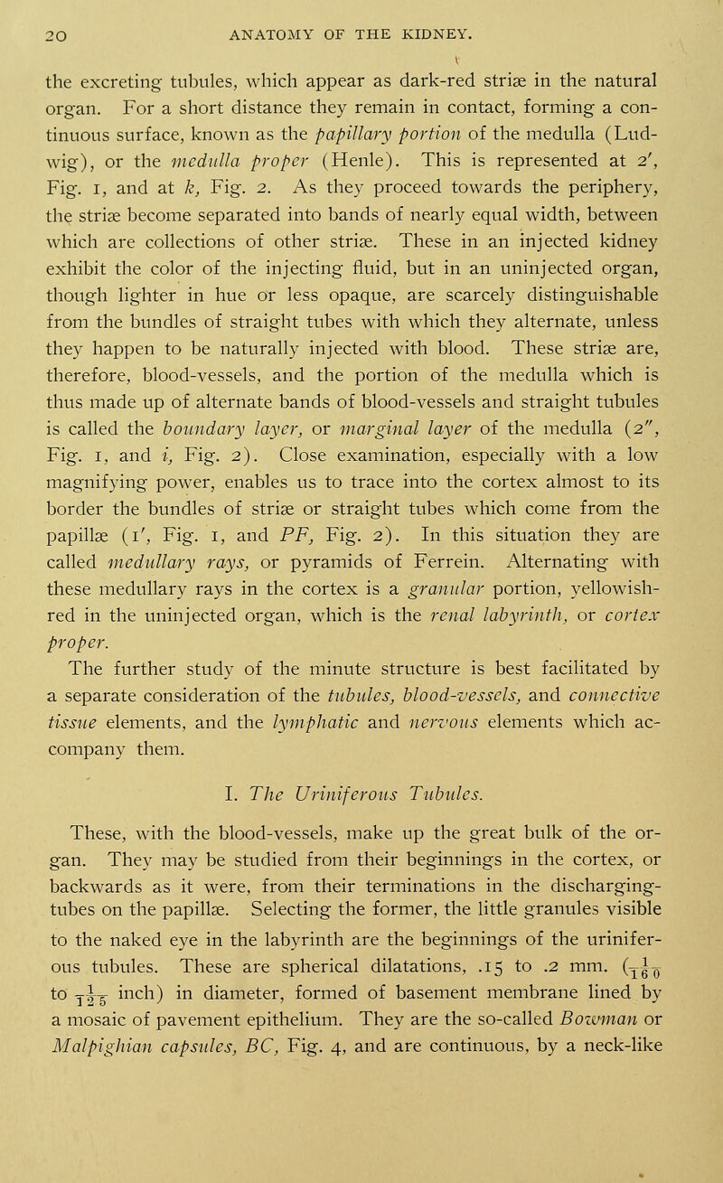 V the excreting tubules, which appear as dark-red striae in the natural organ. For a short distance they remain in contact, forming a con- tinuous surface, known as the papillary portion of the medulla (Lud- wig), or the medulla proper (Henle). This is represented at 2', Fig. 1, and at k, Fig. 2. As they proceed towards the periphery, the strise become separated into bands of nearly equal width, between which are collections of other striae. These in an injected kidney exhibit the color of the injecting fluid, but in an uninjected organ, though lighter in hue or less opaque, are scarcely distinguishable from the bundles of straight tubes with which they alternate, unless they happen to be naturally injected with blood. These striae are, therefore, blood-vessels, and the portion of the medulla which is thus made up of alternate bands of blood-vessels and straight tubules is called the boundary layer, or marginal layer of the medulla (2, Fig. 1, and i, Fig. 2). Close examination, especially with a low magnifying power, enables us to trace into the cortex almost to its border the bundles of striae or straight tubes which come from the papillae (1', Fig. 1, and PF, Fig. 2). In this situation they are called medullary rays, or pyramids of Ferrein. Alternating with these medullary rays in the cortex is a granular portion, yellowish- red in the uninjected organ, which is the renal labyrinth, or cortex proper. The further study of the minute structure is best facilitated by a separate consideration of the tubules, blood-vessels, and connective tissue elements, and the lymphatic and nervous elements which ac- company them. I. The Uriniferous Tubules. These, with the blood-vessels, make up the great bulk of the or- gan. They may be studied from their beginnings in the cortex, or backwards as it were, from their terminations in the discharging- tubes on the papillae. Selecting the former, the little granules visible to the naked eye in the labyrinth are the beginnings of the urinifer- ous tubules. These are spherical dilatations, .15 to .2 mm. (-^kb to y^-g- inch) in diameter, formed of basement membrane lined by a mosaic of pavement epithelium. They are the so-called Bowman or Malpighian capsules, BC, Fig. 4, and are continuous, by a neck-like