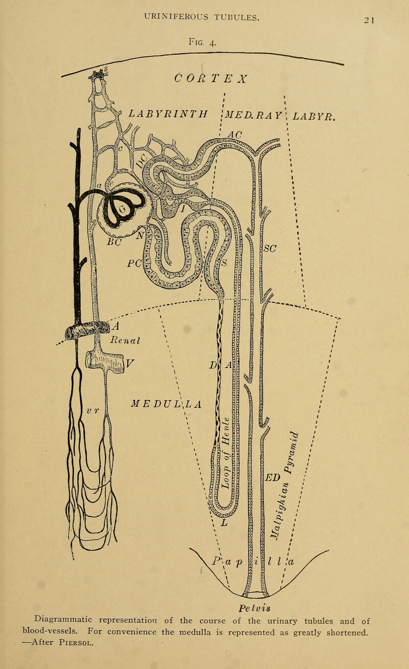 Fig. 4. 21 Pelvis Diagrammatic representation of the course of the urinary tubules and of blood-vessels. For convenience the medulla is represented as greatly shortened. —After Piersol.