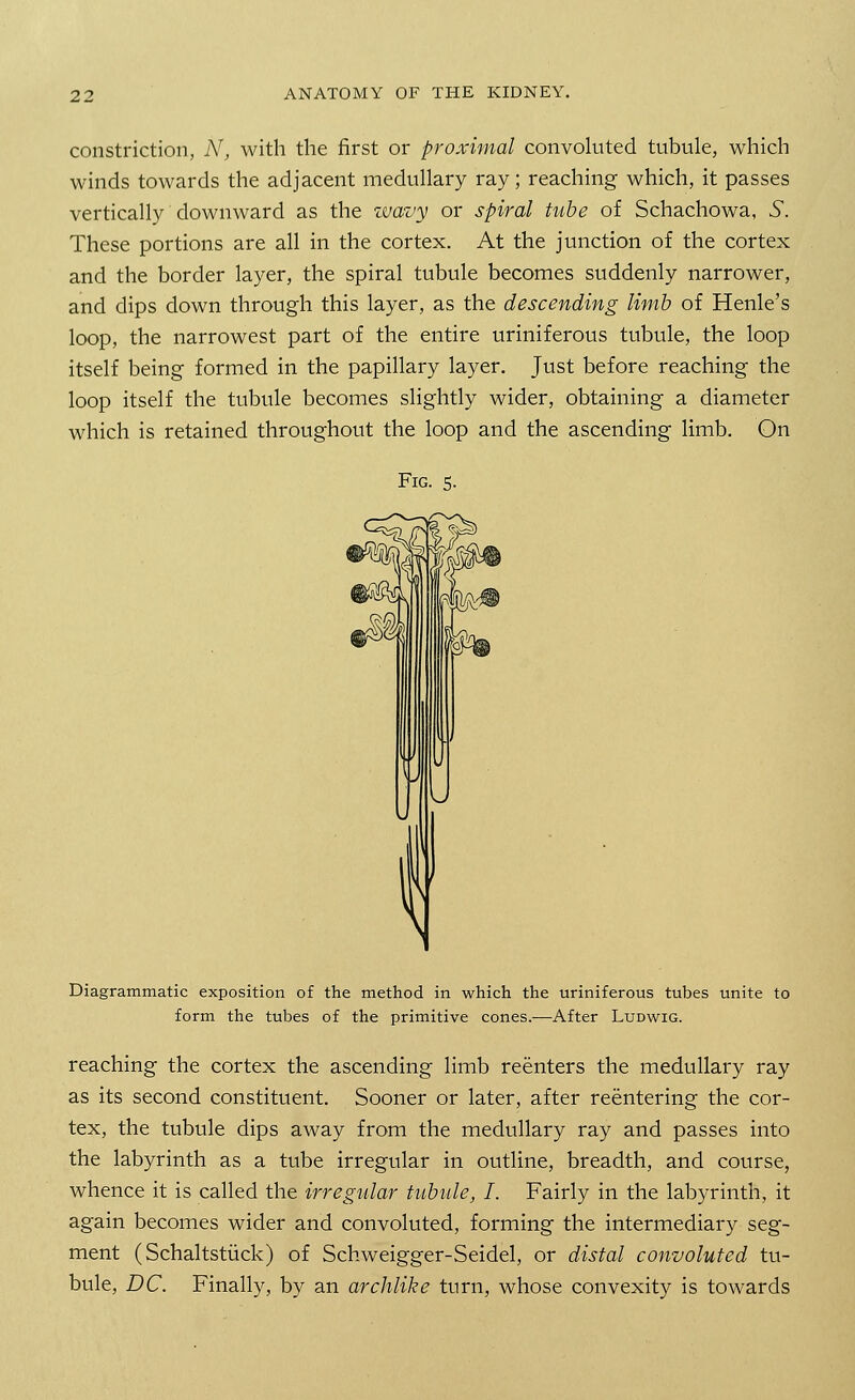 constriction, AT, with the first or proximal convoluted tubule, which winds towards the adjacent medullary ray; reaching which, it passes vertically downward as the wavy or spiral tube of Schachowa, 5. These portions are all in the cortex. At the junction of the cortex and the border layer, the spiral tubule becomes suddenly narrower, and dips down through this layer, as the descending limb of Henle's loop, the narrowest part of the entire uriniferous tubule, the loop itself being formed in the papillary layer. Just before reaching the loop itself the tubule becomes slightly wider, obtaining a diameter which is retained throughout the loop and the ascending limb. On Fig. 5. Diagrammatic exposition of the method in which the uriniferous tubes unite to form the tubes of the primitive cones.—After Ludwig. reaching the cortex the ascending limb reenters the medullary ray as its second constituent. Sooner or later, after reentering the cor- tex, the tubule dips away from the medullary ray and passes into the labyrinth as a tube irregular in outline, breadth, and course, whence it is called the irregular tubule, I. Fairly in the labyrinth, it again becomes wider and convoluted, forming the intermediary seg- ment (Schaltstiick) of Schweigger-Seidel, or distal convoluted tu- bule, DC. Finally, by an archlike turn, whose convexity is towards