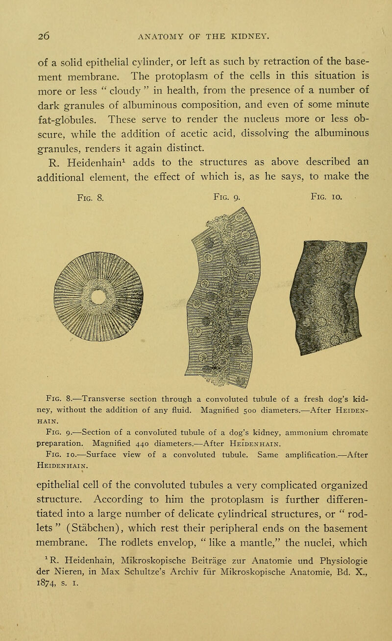 of a solid epithelial cylinder, or left as such by retraction of the base- ment membrane. The protoplasm of the cells in this situation is more or less  cloudy  in health, from the presence of a number of dark granules of albuminous composition, and even of some minute fat-globules. These serve to render the nucleus more or less ob- scure, while the addition of acetic acid, dissolving the albuminous granules, renders it again distinct. R. Heidenhain1 adds to the structures as above described an additional element, the effect of which is, as he says, to make the Fig. 8. Fig. 9. Fig. 10. Fig. 8.—Transverse section through a convoluted tubule of a fresh dog's kid- ney, without the addition of any fluid. Magnified 500 diameters.—After Heiden- hain. Fig. g.-—Section of a convoluted tubule of a dog's kidney, ammonium chromate preparation. Magnified 440 diameters.—After Heidenhain. Fig. 10.—Surface view of a convoluted tubule. Same amplification.—After Heidenhain. epithelial cell of the convoluted tubules a very complicated organized structure. According to him the protoplasm is further differen- tiated into a large number of delicate cylindrical structures, or  rod- lets  (Stabchen), which rest their peripheral ends on the basement membrane. The rodlets envelop,  like a mantle, the nuclei, which 1R. Heidenhain, Mikroskopische Beitrage zur Anatomie und Physiologie der Nieren, in Max Schultze's Archiv fur Mikroskopische Anatomie, Bd. X., 1874, s. 1.