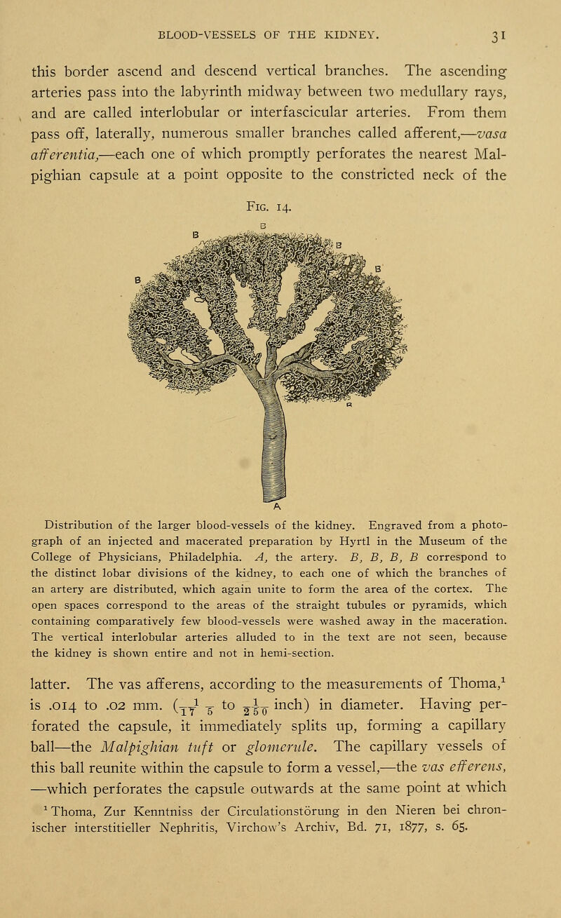 this border ascend and descend vertical branches. The ascending arteries pass into the labyrinth midway between two medullary rays, and are called interlobular or interfascicular arteries. From them pass off, laterally, numerous smaller branches called afferent,—vasa afferentia,—each one of which promptly perforates the nearest Mal- pighian capsule at a point opposite to the constricted neck of the Fig. 14. Distribution of the larger blood-vessels of the kidney. Engraved from a photo- graph of an injected and macerated preparation by Hyrtl in the Museum of the College of Physicians, Philadelphia. A, the artery. B, B, B, B correspond to the distinct lobar divisions of the kidney, to each one of which the branches of an artery are distributed, which again unite to form the area of the cortex. The open spaces correspond to the areas of the straight tubules or pyramids, which containing comparatively few blood-vessels were washed away in the maceration. The vertical interlobular arteries alluded to in the text are not seen, because the kidney is shown entire and not in hemi-section. latter. The vas afferens, according to the measurements of Thoma,1 is .014 to .02 mm. (yy1 ^ to g-jL inch) in diameter. Having per- forated the capsule, it immediately splits up, forming a capillary ball—the Malpighian tuft or glomerule. The capillary vessels of this ball reunite within the capsule to form a vessel,—the vas efferens, —which perforates the capsule outwards at the same point at which 1 Thoma, Zur Kenntniss der Circulationstorung in den Nieren bei chron- ischer interstitieller Nephritis, VirchoVs Archiv, Bd. 71, 1877, s. 65.