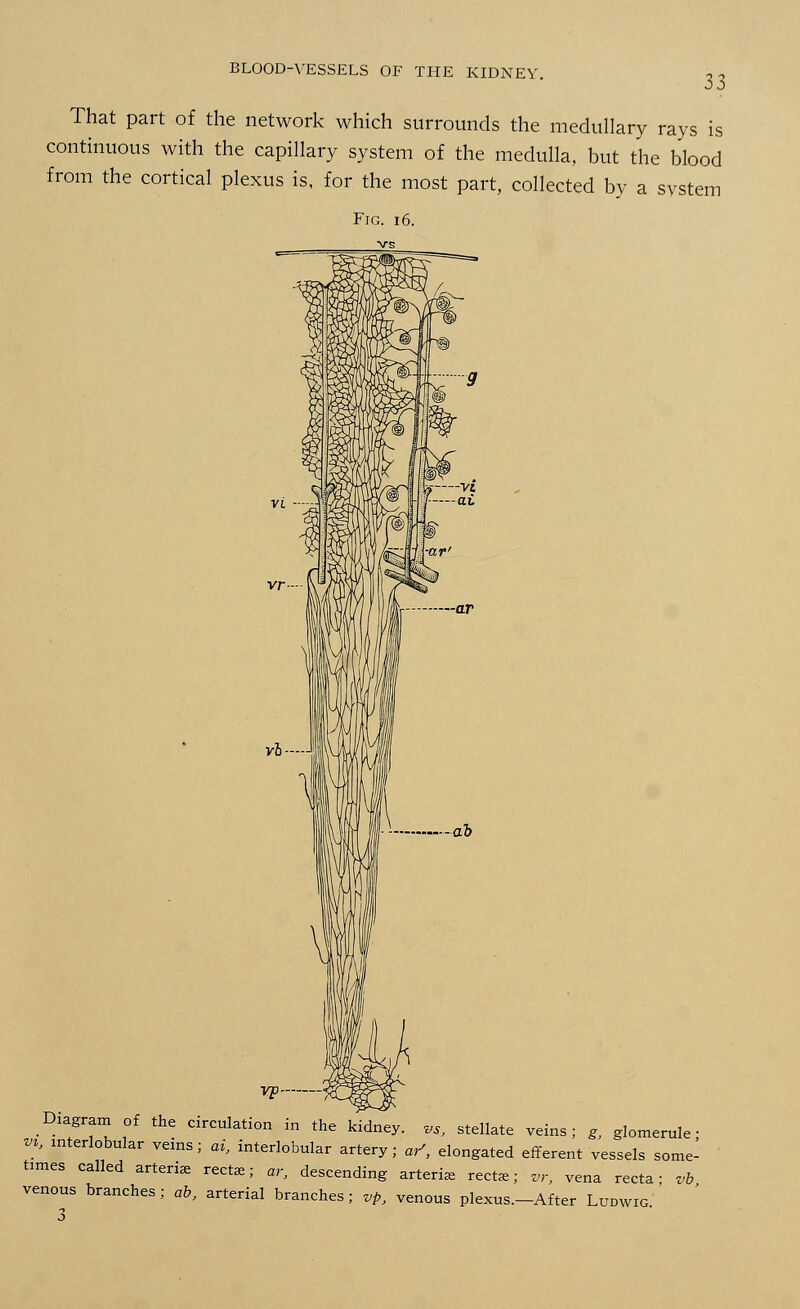 33 That part of the network which surrounds the medullary rays is continuous with the capillary system of the medulla, but the blood from the cortical plexus is, for the most part, collected by a system Fig. 16. Diagram of the circulation in the kidney, Wj stellate veins; g, glomerule ■ vh interlobular veins; ai, interlobular artery; aS, elongated efferent vessels some- times called arteri* rectae; ar, descending arteriae recte; vr, vena recta- vb venous branches; ab, arterial branches; vp, venous plexus.-After Ludwig '