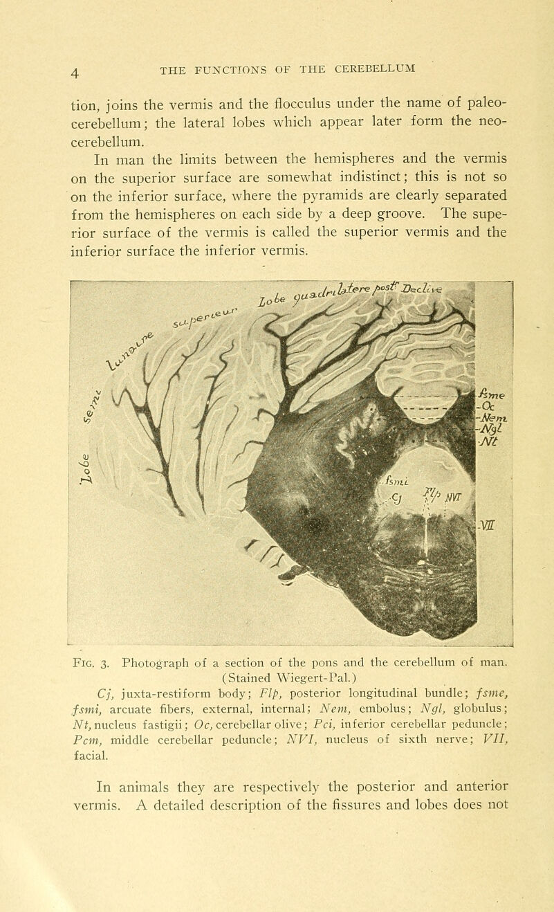 tion, joins the vermis and the floccuhis under the name of paleo- cerebellum; the lateral lobes which appear later form the neo- cerebellum. In man the limits between the hemispheres and the vermis on the superior surface are somewhat indistinct; this is not so on the inferior surface, where the pyramids are clearly separated from the hemispheres on each side by a deep groove. The supe- rior surface of the vermis is called the superior vermis and the inferior surface the inferior vermis. Fig. 3. Photograph of a section of the pons and the cerebellum of man. (Stained Wiegert-Pal.) Cj, juxta-restiform body; Flp, posterior longitudinal bundle; fsme, fsmi, arcuate fibers, external, internal; Nem, embolus; Ngl, globulus; iVif, nucleus fastigii; Oc, cerebellar olive; Pci, inferior cerebellar peduncle; Pcm, middle cerebellar peduncle; NVI, nucleus of sixth nerve; VII, facial. In animals they are respectively the posterior and anterior vermis. A detailed description of the fissures and lobes does not