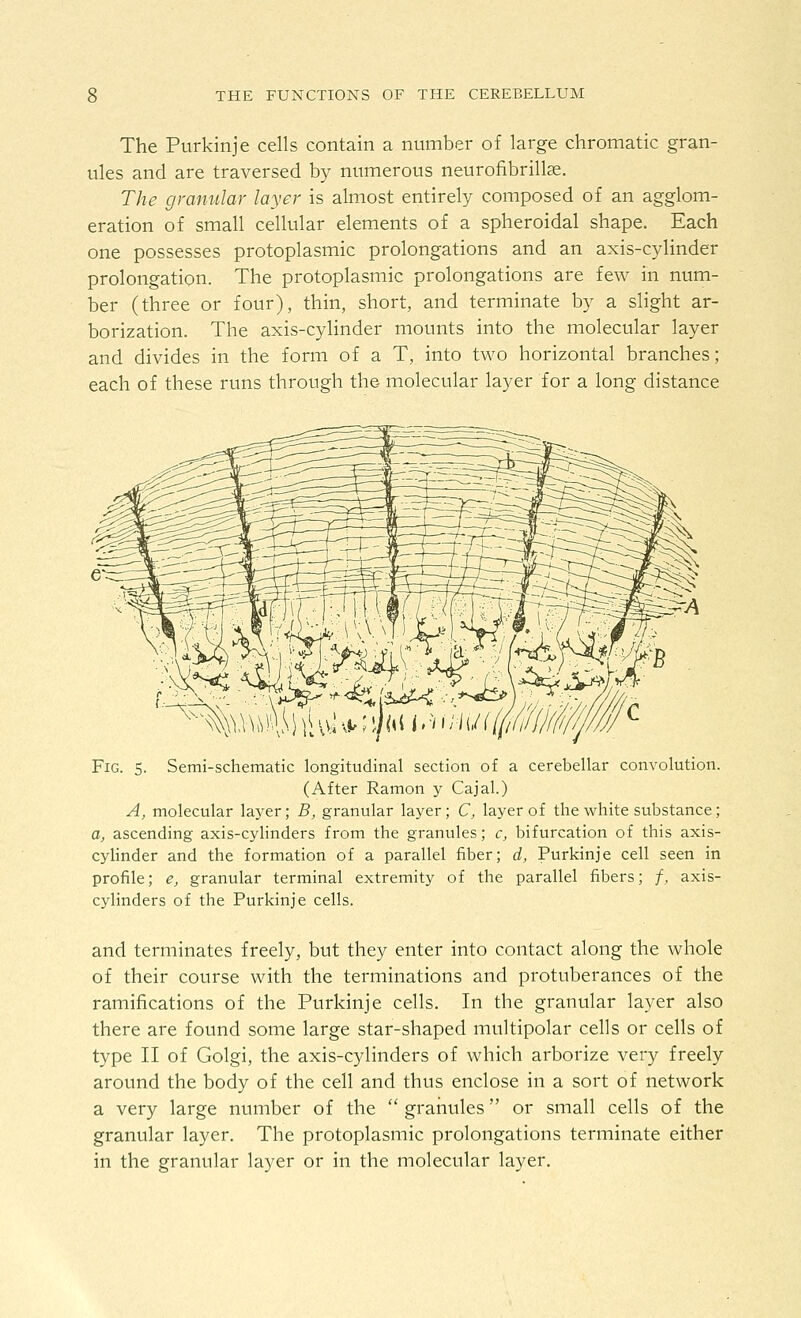 The Purkinje cells contain a number of large chromatic gran- ules and are traversed by numerous neurofibrils. The granular layer is almost entirely composed of an agglom- eration of small cellular elements of a spheroidal shape. Each one possesses protoplasmic prolongations and an axis-cylinder prolongation. The protoplasmic prolongations are few in num- ber (three or four), thin, short, and terminate by a slight ar- borization. The axis-cylinder mounts into the molecular layer and divides in the form of a T, into two horizontal branches; each of these runs through the molecular layer for a long distance Fig. 5. Semi-schematic longitudinal section of a cerebellar convolution. (After Ramon y Cajal.) A, molecular layer; B, granular layer; C, layer of the white substance; a, ascending axis-cylinders from the granules; c, bifurcation of this axis- cyHnder and the formation of a parallel fiber; d, Purkinje cell seen in profile; e, granular terminal extremity of the parallel fibers; /, axis- cylinders of the Purkinje cells. and terminates freely, but they enter into contact along the whole of their course with the terminations and protuberances of the ramifications of the Purkinje cells. In the granular layer also there are found some large star-shaped multipolar cells or cells of type II of Golgi, the axis-cylinders of which arborize very freely around the body of the cell and thus enclose in a sort of network a very large number of the  granules or small cells of the granular layer. The protoplasmic prolongations terminate either in the granular layer or in the molecular layer.