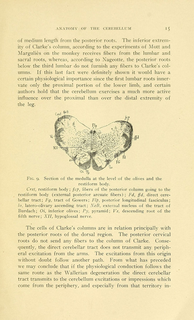 of medium length from the posterior roots. The inferior extrem- ity of Clarke's column, according to the experiments of Mott and Margulies on the monkey receives fibers from the lumbar and. sacral roots, whereas, according to Nageotte, the posterior roots below the third lumbar do not furnish any fibers to Clarke's col- umns. If this last fact were definitely shown it would have a certain physiological importance since the first lumbar roots inner- vate only the proximal portion of the lower limb, and certain authors hold that the cerebellum exercises a much more active influence over the proximal than over the distal extremity of the leg. Fig. 9. Section of the medulla at the level of the olives and the restiform body. Crst^ restiform body; fcp, fibers of the posterior column going to the restiform body (external posterior arcuate fibers) ; Fd, ffd, direct cere- bellar tract; Fg, tract of Gowers; Flp, posterior longitudinal fasciculus; lo, latero-olivary ascending tract; NeB, external nucleus of the tract of Burdach; Oi, inferior olives; Py, pyramid; Vs. descending root of the fifth nerve; XII, hypoglossal nerve. The cells of Clarke's columns are in relation principally with the posterior roots of the dorsal region. The posterior cervical roots do not send any fibers to the column of Clarke. Conse- quently, the direct cerebellar tract does not transmit any periph- eral excitation from the arms. The excitations from this origin without doubt follow another path. From what has preceded we may conclude that if the physiological conduction follows the same route as the Wallerian degeneration the direct cerebellar tract transmits to the cerebellum excitations or impressions which come from the periphery, and especially from that territory in-