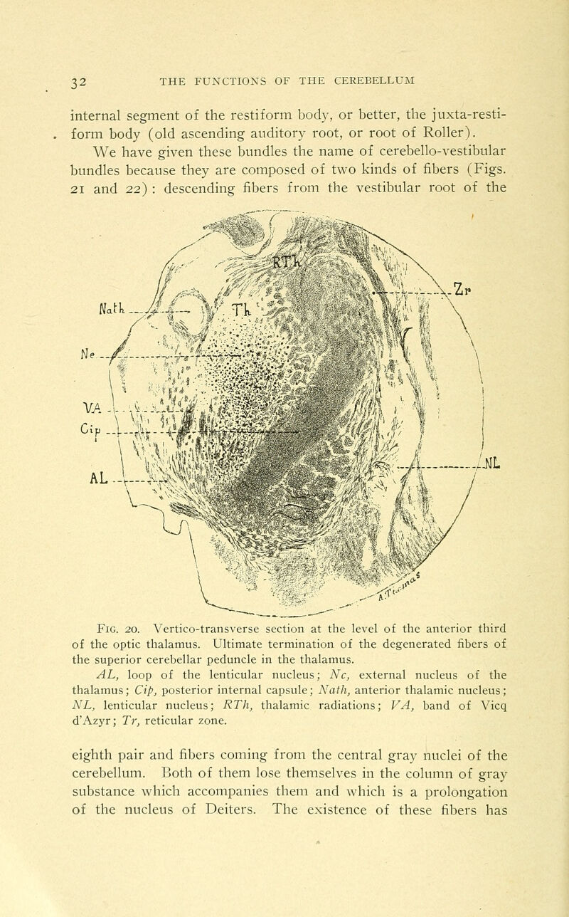 internal segment of the restiform body, or better, the juxta-resti- form body (old ascending auditory root, or root of Roller). We have given these bundles the name of cerebello-vestibular bundles because they are composed of two kinds of fibers (Figs. 21 and 22) : descending fibers from the vestibular root of the Ne- -IM. Fig. 20. Vertico-transverse section at the level of the anterior third of the optic thalamus. Ultimate termination of the degenerated fibers of the superior cerebellar peduncle in the thalamus. AL, loop of the lenticular nucleus; Nc, external nucleus of the thalamus; Cip, posterior internal capsule; Nath, anterior thalamic nucleus; NL, lenticular nucleus; RTh, thalamic radiations; VA, band of Vicq d'Azyr; Tr, reticular zone. eighth pair and fibers coming from the central gray nuclei of the cerebellum. Both of them lose themselves in the column of gray substance which accompanies them and which is a prolongation of the nucleus of Deiters. The existence of these fibers has