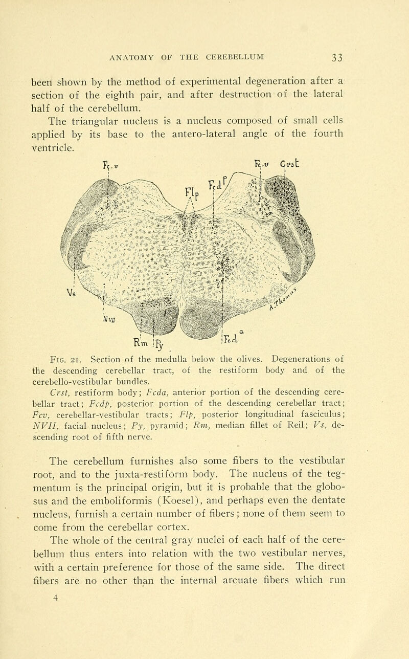 been shown by the method of experimental degeneration after a section of the eighth pair, and after destruction of the lateral half of the cerebellum. The triangular nucleus is a nucleus composed of small cells applied by its base to the antero-lateral angle of the fourth ventricle. ^'fr Nva Fig. 21. Section of the medulla below the olives. Degenerations of the descending cerebellar tract, of the restiform body and of the cerebello-vestibular bundles. Crst, restiform body; Fcda, anterior portion of the descending cere- bellar tract; Fcdp, posterior portion of the descending cerebellar tract; Fcv, cerebellar-vestibular tracts; Flp, posterior longitudinal fasciculus; NVII, facial nucleus; Py, pyramid; Rm, median fillet of Reil; Vs, de- scending root of fifth nerve. The cerebellum furnishes also some fibers to the vestibular root, and to the juxta-restiform body. The nucleus of the teg- mentum is the principal origin, but it is probable that the globo- sus and the emboliformis (Koesel), and perhaps even the dentate nucleus, furnish a certain number of fibers; none of them seem to come from the cerebellar cortex. The whole of the central gray nuclei of each half of the cere- bellum thus enters into relation with the two vestibular nerves, with a certain preference for those of the same side. The direct fibers are no other than the internal arcuate fibers which run