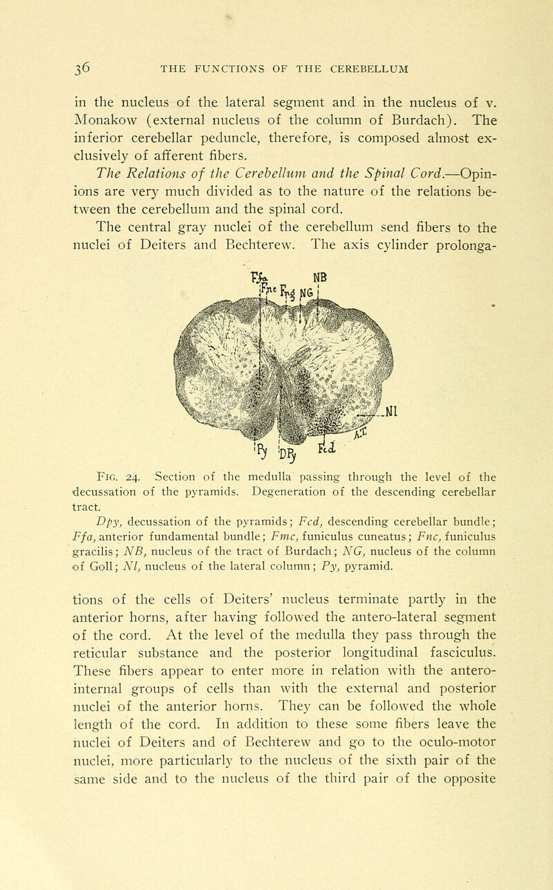 in the nucleus of the lateral segment and in the nucleus of v. Monakow (external nucleus of the column of Burdach). The inferior cerebellar peduncle, therefore, is composed almost ex- clusively of afferent fibers. The Relations of the Cerebellum and the Spinal Cord.—Opin- ions are very much divided as to the nature of the relations be- tween the cerebellum and the spinal cord. The central gray nuclei of the cerebellum send fibers to the nuclei of Deiters and Bechterew. The axis cylinder prolonga- Vk NB Fig. 24. Section of the medulla passing through the level of the decussation of the pyramids. Degeneration of the descending cerebellar tract. Dpy, decussation of the pyramids; Fed, descending cerebellar bundle; Ffa, anterior fundamental bundle; Fine, funiculus cuneatus; Fnc, funiculus gracilis; NB, nucleus of the tract of Burdach; NG, nucleus of the column of Goll; Nl, nucleus of the lateral column; Py, pyramid. tions of the cells of Deiters' nucleus terminate partly in the anterior horns, after having followed the antero-lateral segment of the cord. At the level of the medulla they pass through the reticular substance and the posterior longitudinal fasciculus. These fibers appear to enter more in relation with the antero- internal groups of cells than with the external and posterior nuclei of the anterior horns. They can be followed the whole length of the cord. In addition to these some fibers leave the nuclei of Deiters and of Bechterew and go to the oculo-motor nuclei, more particularly to the nucleus of the sixth pair of the same side and to the nucleus of the third pair of the opposite