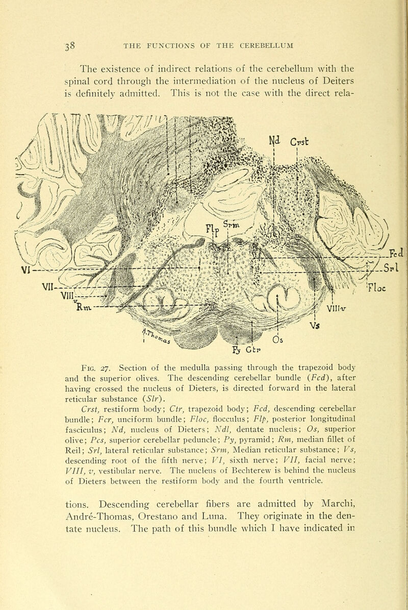 The existence of indirect relations of the cerebellum with the spinal cord through the intermediation of the nucleus of Deiters is definitely admitted. This is not the case with the direct rela- FiG. 27. Section of the medulla passing through the trapezoid body and the superior olives. The descending cerebellar bundle (Fed), after having crossed the nucleus of Dieters, is directed forward in the lateral reticular substance (Sir). Crst, restiform body; Ctr, trapezoid body; Fed, descending cerebellar bundle; Fcr, unciform bundle; Floe, flocculus; Flp, posterior longitudinal fasciculus; Nd, nucleus of Dieters; Ndl, dentate nucleus; Os, superior olive; Pes, superior cerebellar peduncle; Py, pyramid; Rm, median fillet of Reil; Sri, lateral reticular substance; Srm, Median reticular substance; Vs, descending root of the fifth nerve; VI, sixth nerve; VII, facial nerve; VIII, V, vestibular nerve. The nucleus of Bechterevi^ is behind the nucleus of Dieters between the restiform body and the fourth ventricle. tions. Descending cerebellar fibers are admitted by Marchi, Andre-Thomas, Orestano and Luna. They originate in the den- tate nucleus. The path of this bundle which I have indicated in