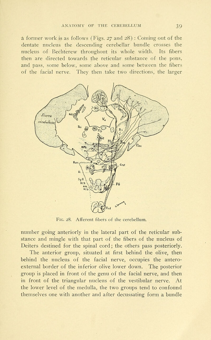 a former work is as follows (Figs. 27 and 28) : Coming out of the dentate nucleus the descending cerebellar bundle crosses the nucleus of Bechterew throughout its whole width. Its fibers then are directed towards the reticular substance of the pons, and pass, some below, some above and some between the fibers of the facial nerve. They then take two directions, the larger Fig. 28. Afferent fibers of the cerebellum. number going anteriorly in the lateral part of the reticular sub- stance and mingle with that part of the fibers of the nucleus of Deiters destined for the spinal cord; the others pass posteriorly. The anterior group, situated at first behind the olive, then behind the nucleus of the facial nerve, occupies the antero- external border of the inferior olive lower down. The posterior group is placed in front of the genu of the facial nerve, and then in front of the triangular nucleus of the vestibular nerve. At the lower level of the medulla, the two groups tend to confound themselves one with another and after decussating form a bundle