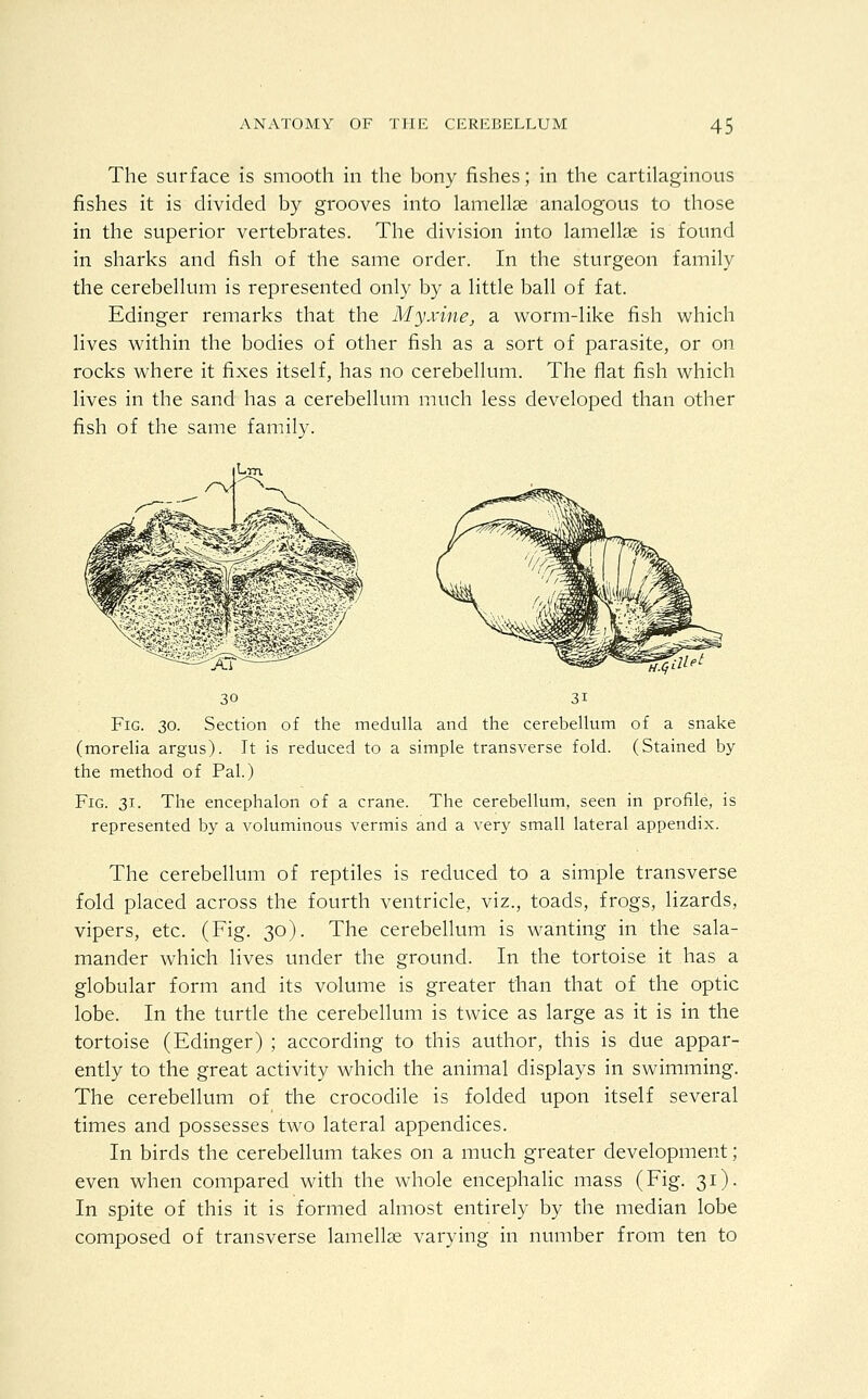 The surface is smooth in the bony fishes; in the cartilaginous fishes it is divided by grooves into lamellae analogous to those in the superior vertebrates. The division into lamellae is found in sharks and fish of the same order. In the sturgeon family the cerebellum is represented only by a little ball of fat. Edinger remarks that the Myxine^ a worm-like fish which lives within the bodies of other fish as a sort of parasite, or on rocks where it fixes itself, has no cerebellum. The flat fish which lives in the sand has a cerebellum much less developed than other fish of the same family. Lm. 30 31 Fig. 30. Section of the medulla and the cerebellum of a snake (morelia argus). It is reduced to a simple transverse fold. (Stained by the method of Pal.) Fig. 31. The encephalon of a crane. The cerebellum, seen in profile, is represented by a voluminous vermis and a very small lateral appendix. The cerebellum of reptiles is reduced to a simple transverse fold placed across the fourth ventricle, viz., toads, frogs, lizards, vipers, etc. (Fig. 30). The cerebellum is wanting in the sala- mander which lives under the ground. In the tortoise it has a globular form and its volume is greater than that of the optic lobe. In the turtle the cerebellum is twice as large as it is in the tortoise (Edinger) ; according to this author, this is due appar- ently to the great activity which the animal displays in swimming. The cerebellum of the crocodile is folded upon itself several times and possesses two lateral appendices. In birds the cerebellum takes on a much greater development; even when compared with the whole encephalic mass (Fig. 31). In spite of this it is formed almost entirely by the median lobe composed of transverse lamellse varying in number from ten to