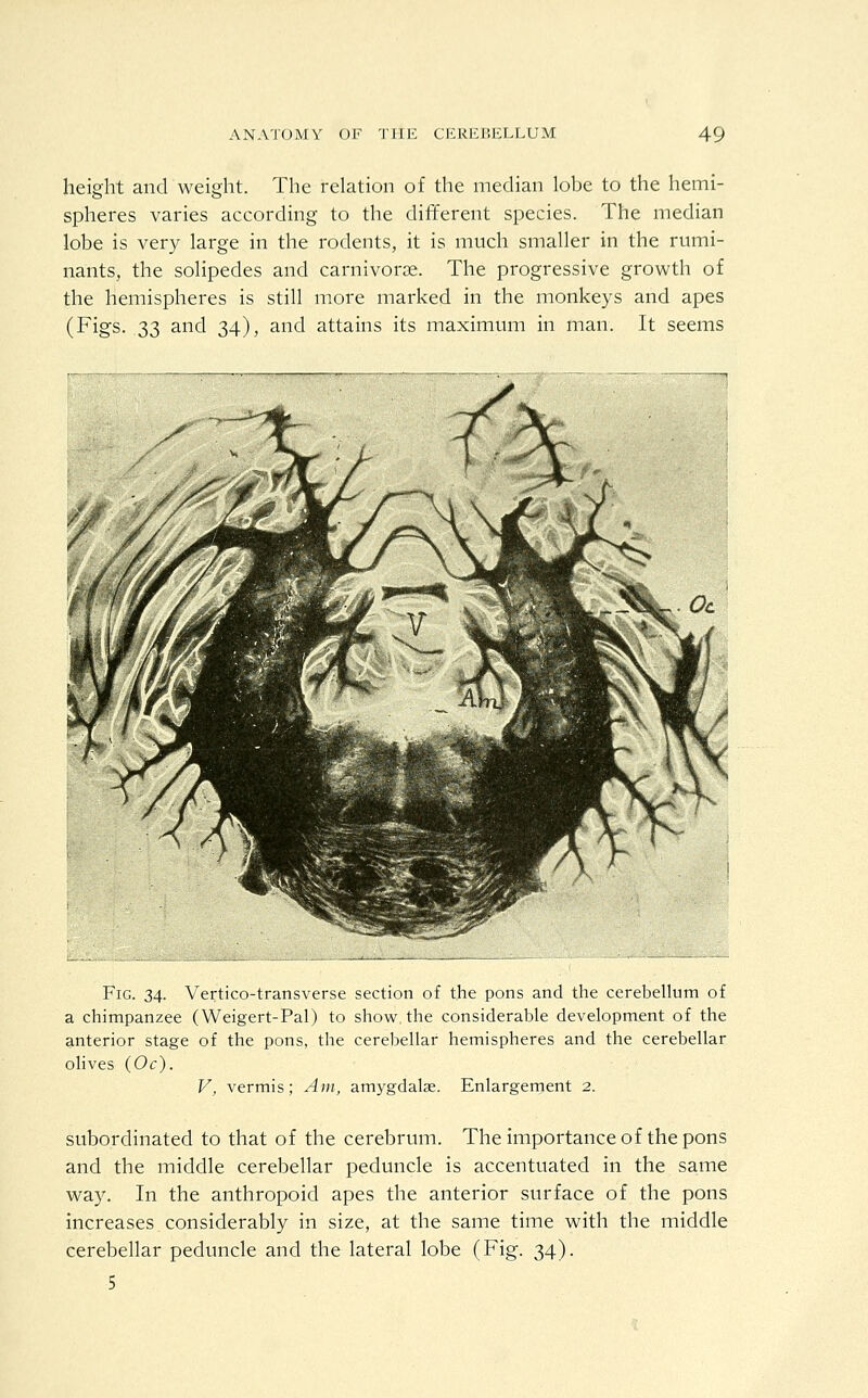 height and weight. The relation of the median lobe to the hemi- spheres varies according to the different species. The median lobe is very large in the rodents, it is much smaller in the rumi- nants, the solipedes and carnivorce. The progressive growth of the hemispheres is still more marked in the monkeys and apes (Figs. 33 and 34), and attains its maximum in man. It seems Fig. 34. Veictico-transverse section of the pons and the cerebellum of a chimpanzee (Weigert-Pal) to show the considerable development of the anterior stage of the pons, the cerebellar hemispheres and the cerebellar olives (Oc). V, vermis; Am, amygdalae. Enlargement 2. subordinated to that of the cerebrum. The importance of the pons and the middle cerebellar peduncle is accentuated in the same way. In the anthropoid apes the anterior surface of the pons increases considerably in size, at the same time with the middle cerebellar peduncle and the lateral lobe (Fig. 34). 5