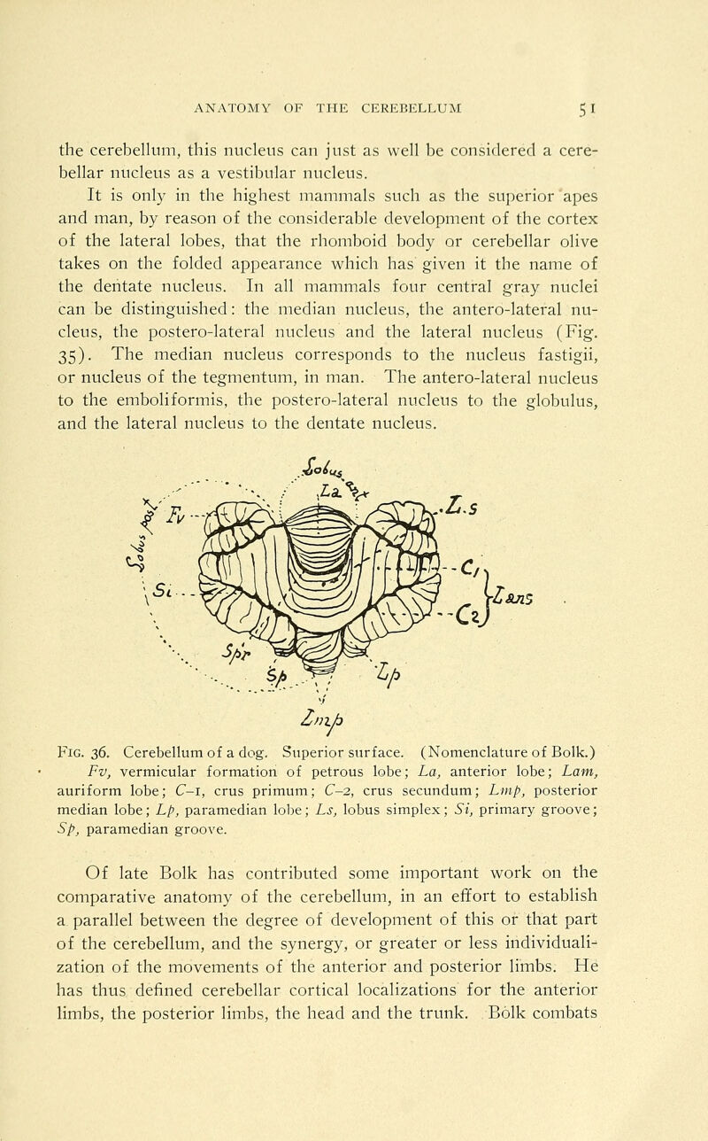 the cerebellum, this nucleus can just as well be considered a cere- bellar nucleus as a vestibular nucleus. It is only in the highest mammals such as the superior apes and man, by reason of the considerable development of the cortex of the lateral lobes, that the rhomboid body or cerebellar olive takes on the folded appearance which has given it the name of the dentate nucleus. In all mammals four central gray nuclei can be distinguished: the median nucleus, the antero-lateral nu- cleus, the postero-lateral nucleus and the lateral nucleus (Fig. 35). The median nucleus corresponds to the nucleus fastigii, or nucleus of the tegmentum, in man. The antero-lateral nucleus to the emboliformis, the postero-lateral nucleus to the globulus, and the lateral nucleus to the dentate nucleus. Znth Fig. 36. Cerebellum of a dog. Superior surface. (Nomenclature of Bolk.) Fv, vermicular formation of petrous lobe; La, anterior lobe; Lam, auriform lobe; C-i, crus primum; C-2, crus secundum; Lmp, posterior median lobe; Lp, paramedian lobe; Ls, lobus simplex; Si, primary groove; Sp, paramedian groove. Of late Bolk has contributed some important work on the comparative anatomy of the cerebellum, in an effort to establish a parallel between the degree of development of this or that part of the cerebellum, and the synergy, or greater or less individuali- zation of the movements of the anterior and posterior limbs. He has thus defined cerebellar cortical localizations for the anterior limbs, the posterior limbs, the head and the trunk. . Bolk combats