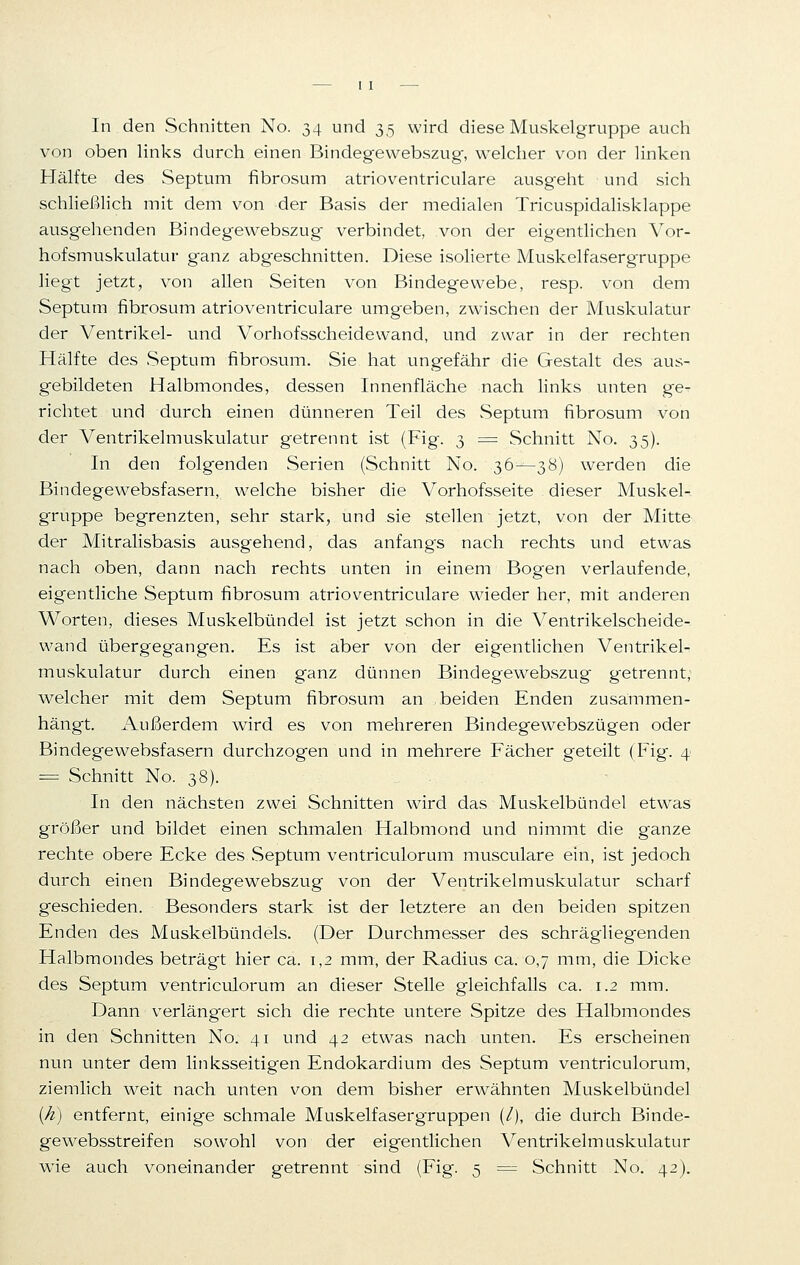 von oben links durch einen Bindegewebszug-, welcher von der linken Hälfte des Septum fibrosum atrioventriculare ausgeht und sich schließlich mit dem von der Basis der medialen Tricuspidalisklappe ausgehenden Bindegewebszug verbindet, von der eigentlichen Vor- hofsmuskulatur ganz abgeschnitten. Diese isolierte Muskelfasergruppe liegt jetzt, von allen Seiten von Bindeg-ewebe, resp. von dem Septum fibrosum atrioventriculare umgeben, zwischen der Muskulatur der Ventrikel- und Vorhofsscheidewand, und zwar in der rechten Hälfte des Septum fibrosum. Sie hat ungefähr die Gestalt des aus- gebildeten Halbmondes, dessen Innenfläche nach links unten ge- richtet und durch einen dünneren Teil des Septum fibrosum von der Ventrikelmuskulatur getrennt ist (Fig. 3 = Schnitt No. 35). In den folgenden Serien (Schnitt No. 36—38) werden die Bindegewebsfasern, welche bisher die Vorhofsseite dieser Muskel- gruppe begrenzten, sehr stark, und sie stellen jetzt, von der Mitte der Mitralisbasis ausgehend, das anfangs nach rechts und etwas nach oben, dann nach rechts unten in einem Bogen verlaufende, eigentliche Septum fibrosum atrioventriculare wieder her, mit anderen Worten, dieses Muskelbündel ist jetzt schon in die Ventrikelscheide- wand übergegangen. Es ist aber von der eigentlichen Ventrikel- muskulatur durch einen ganz dünnen Bindegewebszug getrennt, welcher mit dem Septum fibrosum an beiden Enden zusammen- hängt. Außerdem wird es von mehreren Bindegewebszügen oder Bindegewebsfasern durchzogen und in mehrere Fächer geteilt (Fig. 4 = Schnitt No. 38). In den nächsten zwei Schnitten wird das Muskelbündel etwas größer und bildet einen schmalen Halbmond und nimmt die ganze rechte obere Ecke des Septum ventriculorum musculare ein, ist jedoch durch einen Bindegewebszug von der Ventrikelmuskulatur scharf geschieden. Besonders stark ist der letztere an den beiden spitzen Enden des Muskelbündels. (Der Durchmesser des schrägliegenden Halbmondes beträgt hier ca. 1,2 mm, der Radius ca. 0,7 mm, die Dicke des Septum ventriculorum an dieser Stelle gleichfalls ca. 1.2 mm. Dann verlängert sich die rechte untere Spitze des Halbmondes in den Schnitten No. 41 und 42 etwas nach unten. Es erscheinen nun unter dem linksseitigen Endokardium des Septum ventriculorum, ziemlich weit nach unten von dem bisher erwähnten Muskelbündel (k) entfernt, einige schmale Muskelfasergruppen (/), die durch Binde- gewebsstreifen sowohl von der eigentlichen Ventrikelmuskulatur wie auch voneinander getrennt sind (Fig. 5 = Schnitt No. 42).