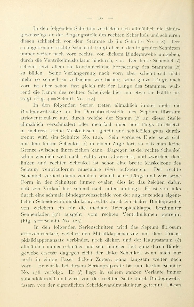In den folgenden Schnitten verdicken sich allmählich die Binde- gewebszüge an der Abgangsstelle des rechten Schenkels und schnüren diesen schließlich von dein Stamme ab (im Schnitte No. 118). Der so abgetrennte, rechte Schenkel dringt aber in den folgenden Schnitten immer weiter nach vorn rechts, von dickem Bindegewebe umgeben, durch die Ventrikelmuskulatur hindurch, vor. Der linke Schenkel (7) scheint jetzt allein die kontinuierliche Fortsetzung des Stammes (h) zu bilden. Seine Verlängerung nach vorn aber scheint sich nicht mehr so schnell zu vollziehen wie bisher; seine ganze Länge nach vorn ist aber schon fast gleich mit der Länge des Stammes, wäh- rend die Länge des rechten Schenkels hier nur etwa die Hälfte be- trägt (Fig. 4 = Schnitt No. 118). In den folgenden Serien treten allmählich immer mehr die Bindegewebszüge an der Durchbruchsstelle des Septum fibrosum atrioventriculare auf, durch welche der Stamm (Ji) an dieser Stelle allmählich verschmälert oder mehrfach quer oder längs durchsetzt, in mehrere kleine Muskelinseln geteilt und schließlich ganz durch- trennt wird (im Schnitte No. 122). Sein vorderes Ende setzt sich mit dem linken Schenkel (/) in einem Zuge fort, so daß man keine Grenze zwischen ihnen ziehen kann. Dagegen ist der rechte Schenkel schon ziemlich wTeit nach rechts vorn abgerückt, und zwischen dem linken und rechten Schenkel ist schon eine breite Muskelzone des Septum ventriculorum musculare {kvi) aufgetreten. Der rechte Schenkel verliert dabei ziemlich schnell seine Länge und wird seine Form in den Schnitten immer ovaler; dies ist das Zeichen dafür, daß sein Verlauf hier schnell nach unten umbiegt. Er ist von links durch eine schmale Bindegewebsscheide von der angrenzenden eigent- lichen Scheidew7andmuskulatur, rechts durch ein dickes Bindegewebe, von welchem ein für die mediale Tricuspidalklappe bestimmter Sehnenfaden (sf) ausgeht, vom rechten Ventrikellumen getrennt (Fig. 5 = Schnitt No. 125). In den folgenden Serienschnitten wird das Septum fibrosum atrioventriculare, welches den Mitralklappenansatz mit dem Tricus- pidalklappenansatz verbindet, noch dicker, und der Hauptstamm (//) allmählich immer schmäler und sein hinterer Teil ganz durch Binde- gewebe ersetzt; dagegen zieht der linke Schenkel, wenn auch nur noch in einige Faser dicken Zügen, ganz langsam weiter nach vorn. Er wurde bei diesem Serienpräparate bis zum letzten Schnitte No. 138 verfolgt. Er (/) liegt in seinem ganzen Verlaufe immer subendokardial und wird von der rechten Seite durch Bindegewebs- fasern von der eigentlichen Scheidewandmuskulatur getrennt. Dieses