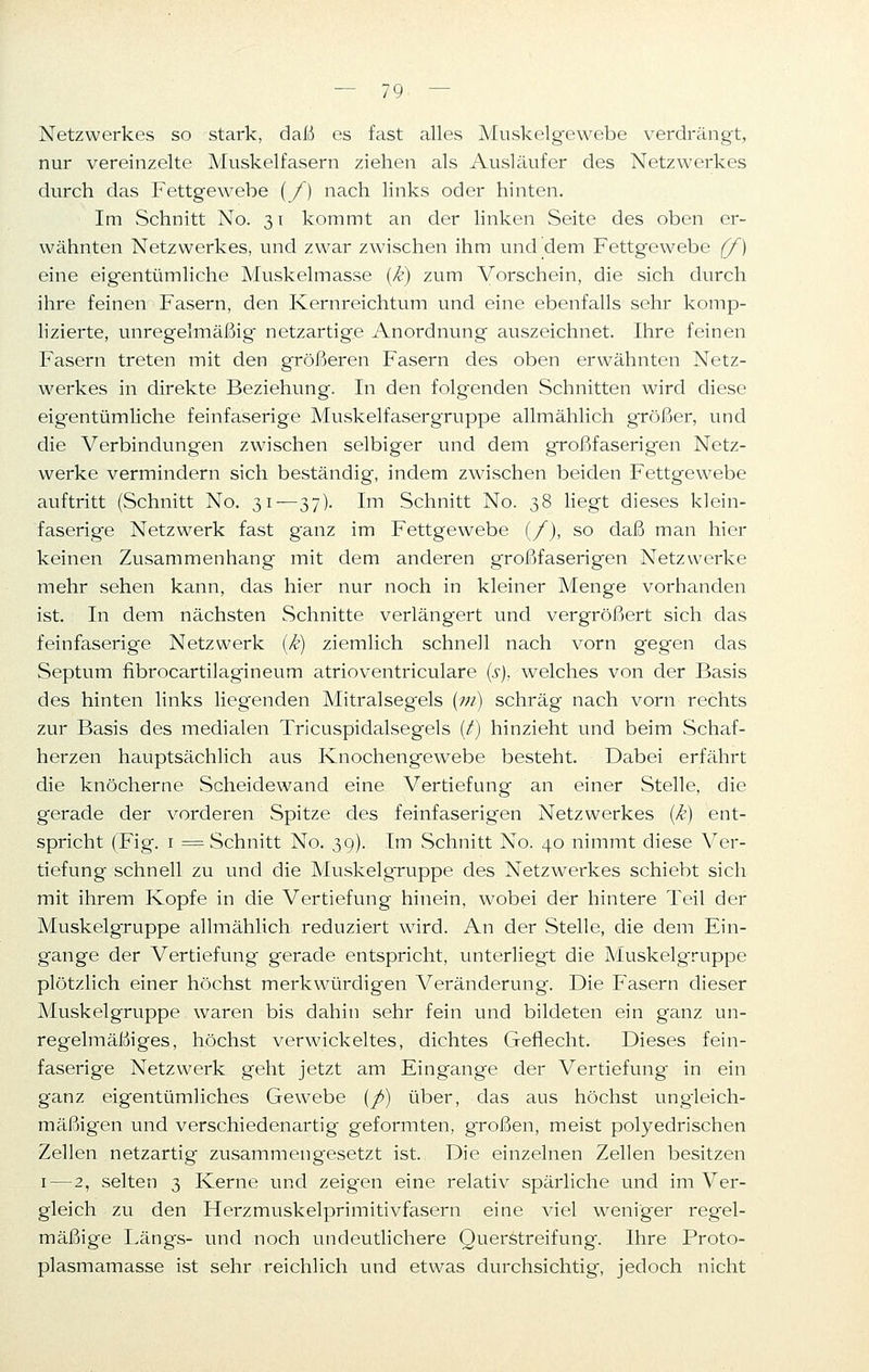 Netzwerkes so stark, daß es fast alles Muskelgewebe verdrängt, nur vereinzelte Muskelfasern ziehen als Ausläufer des Netzwerkes durch das Fettgewebe (_/) nach links oder hinten. Im Schnitt No. 31 kommt an der linken Seite des oben er- wähnten Netzwerkes, und zwar zwischen ihm und dem Fettgewebe (f) eine eigentümliche Muskelmasse (k) zum Vorschein, die sich durch ihre feinen Fasern, den Kernreichtum und eine ebenfalls sehr komp- lizierte, unregelmäßig netzartige Anordnung auszeichnet. Ihre feinen Fasern treten mit den größeren Fasern des oben erwähnten Netz- werkes in direkte Beziehung. In den folgenden Schnitten wird diese eigentümliche feinfaserige Muskelfasergruppe allmählich größer, und die Verbindungen zwischen selbiger und dem großfaserigen Netz- werke vermindern sich beständig, indem zwischen beiden Fettgewebe auftritt (Schnitt No. 31—37). Im Schnitt No. 38 liegt dieses klein- faserige Netzwerk fast ganz im Fettgewebe (/), so daß man hier keinen Zusammenhang mit dem anderen großfaserigen Netzwerke mehr sehen kann, das hier nur noch in kleiner Menge vorhanden ist. In dem nächsten Schnitte verlängert und vergrößert sich das feinfaserige Netzwerk (k) ziemlich schnell nach vorn gegen das Septum fibrocartilagineum atrioventriculare (s). welches von der Basis des hinten links liegenden Mitralsegels (m) schräg nach vorn rechts zur Basis des medialen Tricuspidalsegels (t) hinzieht und beim Schaf- herzen hauptsächlich aus Knochengewebe besteht. Dabei erfährt die knöcherne Scheidewand eine Vertiefung an einer Stelle, die gerade der vorderen Spitze des feinfaserigen Netzwerkes (k) ent- spricht (Fig. 1 = Schnitt No. 39). Im Schnitt No. 40 nimmt diese Ver- tiefung schnell zu und die Muskelgruppe des Netzwerkes schiebt sich mit ihrem Kopfe in die Vertiefung hinein, wobei der hintere Teil der Muskelgruppe allmählich reduziert wird. An der Stelle, die dem Ein- gange der Vertiefung gerade entspricht, unterliegt die Muskelgruppe plötzlich einer höchst merkwürdigen Veränderung. Die Fasern dieser Muskelgruppe waren bis dahin sehr fein und bildeten ein ganz un- regelmäßiges, höchst verwickeltes, dichtes Geflecht. Dieses fein- faserige Netzwerk geht jetzt am Eingange der Vertiefung in ein ganz eigentümliches Gewebe (fi) über, das aus höchst ungleich- mäßigen und verschiedenartig geformten, großen, meist polyedrischen Zellen netzartig zusammengesetzt ist. Die einzelnen Zellen besitzen 1—2, selten 3 Kerne und zeigen eine relativ spärliche und im Ver- gleich zu den Herzmuskelprimitivfasern eine viel weniger regel- mäßige Längs- und noch undeutlichere Querstreifung. Ihre Proto- plasmamasse ist sehr reichlich und etwas durchsichtig, jedoch nicht