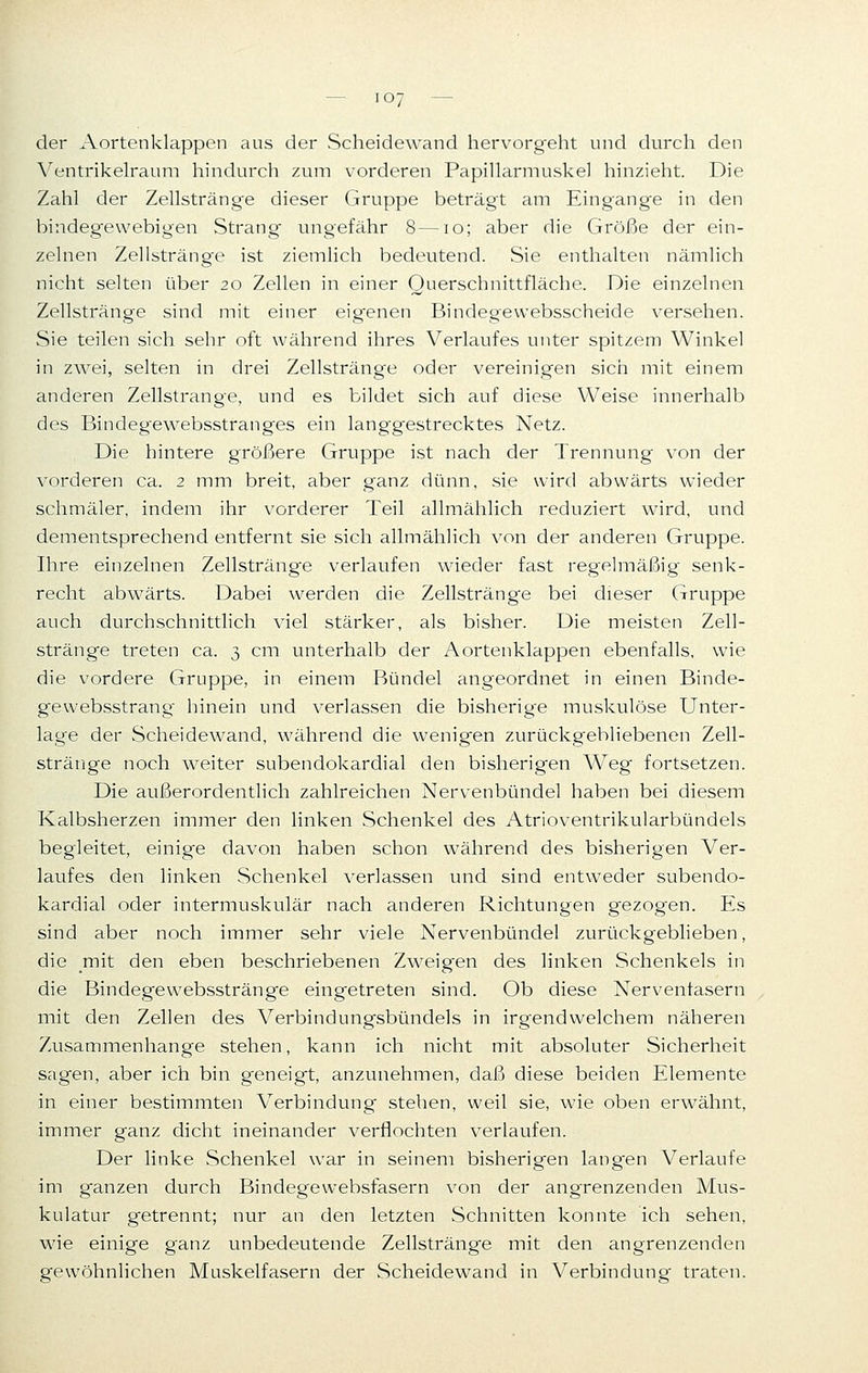 loj der Aortenklappen aus der Scheidewand hervorgeht und durch den Ventrikelraum hindurch zum vorderen Papillarmuskel hinzieht. Die Zahl der Zellstränge dieser Gruppe beträgt am Eingange in den bindegewebigen Strang ungefähr 8—10; aber die Größe der ein- zelnen Zellsträng'e ist ziemlich bedeutend. Sie enthalten nämlich nicht selten über 20 Zellen in einer Querschnittfläche. Die einzelnen Zellstränge sind mit einer eigenen Bindegewebsscheide versehen. Sie teilen sich sehr oft während ihres Verlaufes unter spitzem Winkel in zwei, selten in drei Zellstränge oder vereinigen sich mit einem anderen Zellstrange, und es bildet sich auf diese Weise innerhalb des Bindegewebsstranges ein langg-estrecktes Netz. Die hintere größere Gruppe ist nach der Trennung von der vorderen ca. 2 mm breit, aber ganz dünn, sie wird abwärts wieder schmäler, indem ihr vorderer Teil allmählich reduziert wird, und dementsprechend entfernt sie sich allmählich von der anderen Gruppe. Ihre einzelnen Zellstränge verlaufen wieder fast regelmäßig senk- recht abwärts. Dabei werden die Zellsträng'e bei dieser Gruppe auch durchschnittlich viel stärker, als bisher. Die meisten Zell- stränge treten ca. 3 cm unterhalb der Aortenklappen ebenfalls, wie die vordere Gruppe, in einem Bündel angeordnet in einen Binde- gewebsstrang hinein und verlassen die bisherige muskulöse Unter- lage der Scheidewand, während die wenigen zurückgebliebenen Zell- stränge noch weiter subendokardial den bisherigen Weg fortsetzen. Die außerordentlich zahlreichen Nervenbündel haben bei diesem Kalbsherzen immer den linken Schenkel des Atrioventrikularbündels begleitet, einige davon haben schon während des bisherigen Ver- laufes den linken Schenkel verlassen und sind entweder subendo- kardial oder intermuskulär nach anderen Richtungen gezogen. Es sind aber noch immer sehr viele Nervenbündel zurückgeblieben, die mit den eben beschriebenen Zweigen des linken Schenkels in die Bindegewebsstränge eingetreten sind. Ob diese Nervenfasern mit den Zellen des Verbindungsbündels in irgendwelchem näheren Zusammenhange stehen, kann ich nicht mit absoluter Sicherheit sagen, aber ich bin geneigt, anzunehmen, daß diese beiden Elemente in einer bestimmten Verbindung stehen, weil sie, wie oben erwähnt, immer ganz dicht ineinander verflochten verlaufen. Der linke Schenkel war in seinem bisherigen langen Verlaufe im g'anzen durch Bindegewebsfasern von der angrenzenden Mus- kulatur getrennt; nur an den letzten Schnitten konnte ich sehen, wie einige ganz unbedeutende Zellstränge mit den angrenzenden gewöhnlichen Muskelfasern der Scheidewand in Verbindung traten.