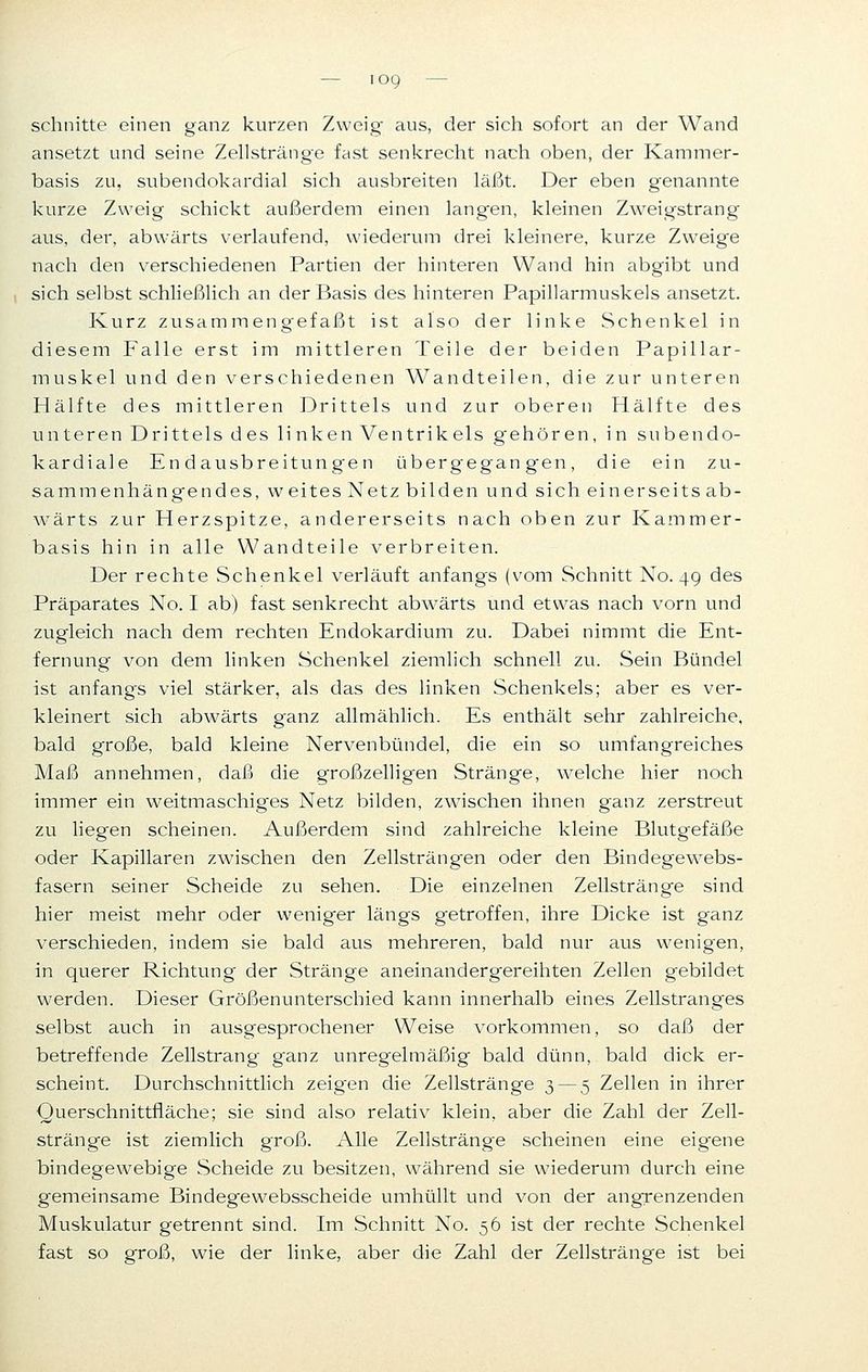 schnitte einen ganz kurzen Zweig aus, der sich sofort an der Wand ansetzt und seine Zellstränge fast senkrecht nach oben, der Kammer- basis zu, subendokardial sich ausbreiten läßt. Der eben genannte kurze Zweig schickt außerdem einen langen, kleinen Zweigstrang aus, der, abwärts verlaufend, wiederum drei kleinere, kurze Zweige nach den verschiedenen Partien der hinteren Wand hin abgibt und sich selbst schließlich an der Basis des hinteren Papillarmuskels ansetzt. Kurz zusammengefaßt ist also der linke Schenkel in diesem Falle erst im mittleren Teile der beiden Papillar- muskel und den verschiedenen Wandteilen, die zur unteren Hälfte des mittleren Drittels und zur oberen Hälfte des unteren Drittels des linken Ventrikels gehören, in subendo- kardiale Endausbreitungen übergegangen, die ein zu- sammenhängendes, weites Netz bilden und sich einerseits ab- wärts zur Herzspitze, andererseits nach oben zur Kammer- basis hin in alle Wandteile verbreiten. Der rechte Schenkel verläuft anfangs (vom Schnitt No. 49 des Präparates No. I ab) fast senkrecht abwärts und etwas nach vorn und zugleich nach dem rechten Endokardium zu. Dabei nimmt die Ent- fernung von dem linken Schenkel ziemlich schnell zu. Sein Bündel ist anfangs viel stärker, als das des linken Schenkels; aber es ver- kleinert sich abwärts ganz allmählich. Es enthält sehr zahlreiche, bald große, bald kleine Nervenbündel, die ein so umfangreiches Maß annehmen, daß die großzelligen Stränge, welche hier noch immer ein weitmaschiges Netz bilden, zwischen ihnen ganz zerstreut zu liegen scheinen. Außerdem sind zahlreiche kleine Blutgefäße oder Kapillaren zwischen den Zellsträngen oder den Bindegewebs- fasern seiner Scheide zu sehen. Die einzelnen Zellstränge sind hier meist mehr oder weniger längs getroffen, ihre Dicke ist ganz verschieden, indem sie bald aus mehreren, bald nur aus wenigen, in querer Richtung der Stränge aneinandergereihten Zellen gebildet werden. Dieser Größenunterschied kann innerhalb eines Zellstranges selbst auch in ausgesprochener Weise vorkommen, so daß der betreffende Zellstrang ganz unregelmäßig bald dünn, bald dick er- scheint. Durchschnittlich zeigen die Zellstränge 3 — 5 Zellen in ihrer Querschnittfläche; sie sind also relativ klein, aber die Zahl der Zell- stränge ist ziemlich groß. Alle Zellstränge scheinen eine eig'ene bindegewebige Scheide zu besitzen, während sie wiederum durch eine gemeinsame Bindegewebsscheide umhüllt und von der angrenzenden Muskulatur getrennt sind. Im Schnitt No. 56 ist der rechte Schenkel fast so groß, wie der linke, aber die Zahl der Zellstränge ist bei