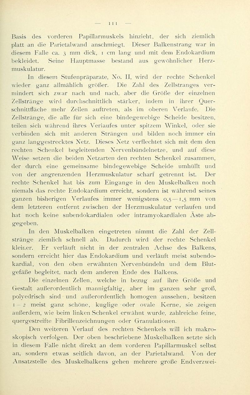 Basis des vorderen Papillarmuskels hinzieht, der sich ziemlich platt an die Parietalvvand anschmiegt. Dieser Balkenstrang- war in diesem Falle ca. 3 mm dick, 1 cm lang- und mit dem Endokardium bekleidet. Seine Hauptmasse bestand aus gewöhnlicher Herz- muskulatur. In diesem Stufenpräparate, No. II, wird der rechte Schenkel wieder ganz allmählich größer. Die Zahl des Zellstrang-es ver- mindert sich zwar nach und nach, aber die Größe der einzelnen Zellstränge wird durchschnittlich stärker, indem in ihrer Ouer- schnittfläche mehr Zellen auftreten, als im oberen Verlaufe. Die Zellsträng-e, die alle für sich eine bindegewebige Scheide besitzen, teilen sich während ihres Verlaufes unter spitzem Winkel, oder sie verbinden sich mit anderen Sträng'en und bilden noch immer ein ganz langgestrecktes Netz. Dieses Netz verflechtet sich mit dem den rechten Schenkel beg-leitenden Nervenbündelnetze, und auf diese Weise setzen die beiden Netzarten den rechten Schenkel zusammen, der durch eine gemeinsame bindegewebige Scheide umhüllt und von der angrenzenden Herzmuskulatur scharf getrennt ist. Der rechte Schenkel hat bis zum Eingänge in den Muskelbalken noch niemals das rechte Endokardium erreicht, sondern ist während seines ganzen bisherigen Verlaufes immer wenigstens 0,5 —1,5 mm von dem letzteren entfernt zwischen der Herzmuskulatur verlaufen und hat noch keine subendokardialen oder intramyokardialen Aste ab- gegeben. In den Muskelbalken eingetreten nimmt die Zahl der Zell- stränge ziemlich schnell ab. Dadurch wird der rechte Schenkel kleiner. Er verläuft nicht in der zentralen Achse des Balkens, sondern erreicht hier das Endokardium und verläuft meist subendo- kardial, von den oben erwähnten Nervenbündeln und dem Blut- g'efäße begleitet, nach dem anderen Ende des Balkens. Die einzelnen Zellen, welche in bezug auf ihre Größe und Gestalt außerordentlich mannigfaltig, aber im ganzen sehr groß, polyedrisch sind und außerordentlich homogen aussehen, besitzen 1 — 2 meist ganz schöne, kuglige oder ovale Kerne, sie zeigen außerdem, wie beim linken Schenkel erwähnt wurde, zahlreiche feine, quergestreifte Fibrillenzeichnungen oder Granulationen. Den weiteren Verlauf des rechten Schenkels will ich makro- skopisch verfolgen. Der oben beschriebene Muskelbalken setzte sich in diesem Falle nicht direkt an dem vorderen Papillarmuskel selbst an, sondern etwas seitlich davon, an der Parietalwand. Von der Ansatzstelle des Muskelbalkens gehen mehrere große Endverzwei-