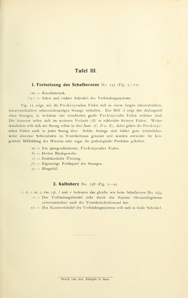 1. Fortsetzung des Schafherzens No. 155 (Fig. 5—n). sm = Knochenmark. / u. r = linker und rechter Schenkel des Verbindungssystems. Fig. 11 zeigt, wie die Purkinj eschen Fäden sich in einem langen extravalvulären, intraventrikulären sehnenfadenartigen Strange verhalten. Das Bild A zeigt den Anfangsteil eines Stranges, in welchem vier verschieden große Purkinje sehe Fäden sichtbar sind. Die letzteren teilen sich im weiteren Verlaufe (B) in zahlreiche kleinere Fäden. Weiter distalwärts teilt sich der Strang selbst in drei Äste (C, D u. EJ, dabei gehen die Purkinj e- schen Fäden auch in jeden Strang über. Solche Stränge sind bisher ganz irrtümlicher- weise abnorme Sehnenfäden im Ventrikelraum genannt und wurden entweder für kon- genitale Mißbildung des Herzens oder sogar für pathologische Produkte gehalten. a) = Ein quergeschnittener, Purkinj escher Faden. b) = Derbes Bindegewebe. e) = Endokardialer Überzug. f) = Eigenartige Fettkapsel des Stranges. g) = Blutgefäß. 2. Kalbsherz No. 158 (Fig. 1—9). ?', k, s, m, z, km, vp, l und r bedeuten das gleiche wie beim Schafherzen No. 155. x = Das Verbindungsbündel zieht durch das Septum fibrocartilagineum atrioventriculare nach der Ventrikelscheidewand hin. xx —= Das Kammerbündel des Verbindungssystems teilt sich in beide Schenkel. Druck von Ant. Kämpfe in Jena.