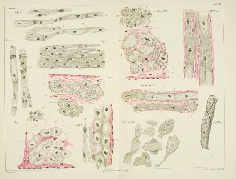 Fig. i. - .... .,.,. ....... Fig.3 ;,-;n^ m 9 i ■;*'i /%.! #J^ ■■ F#>. 5 'AI fy 6. Fig.iO.IMmsch) Fvg.l.IHtmd). ■ :, rmT^nmT Verlag-■