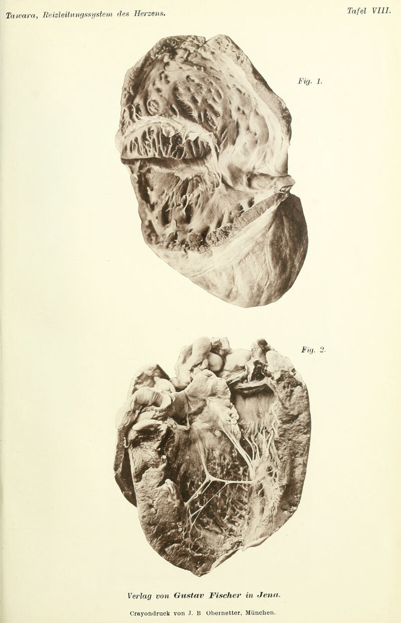 I  * Fig. 1. Fig. 2. Verlag von Gustav Fischer in Jena.