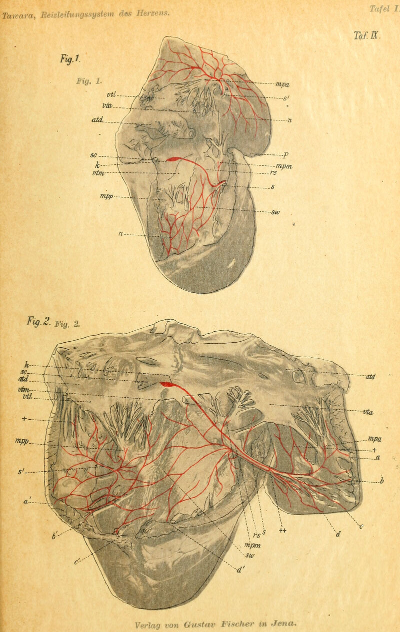 Fuf.1. vfo / aicL /_ rtipa M * r vtm—\- 4 ^--i-yfi Tafel I MIX. fig.2. pig 2. Verlag von Gustav Fischer in Jena.