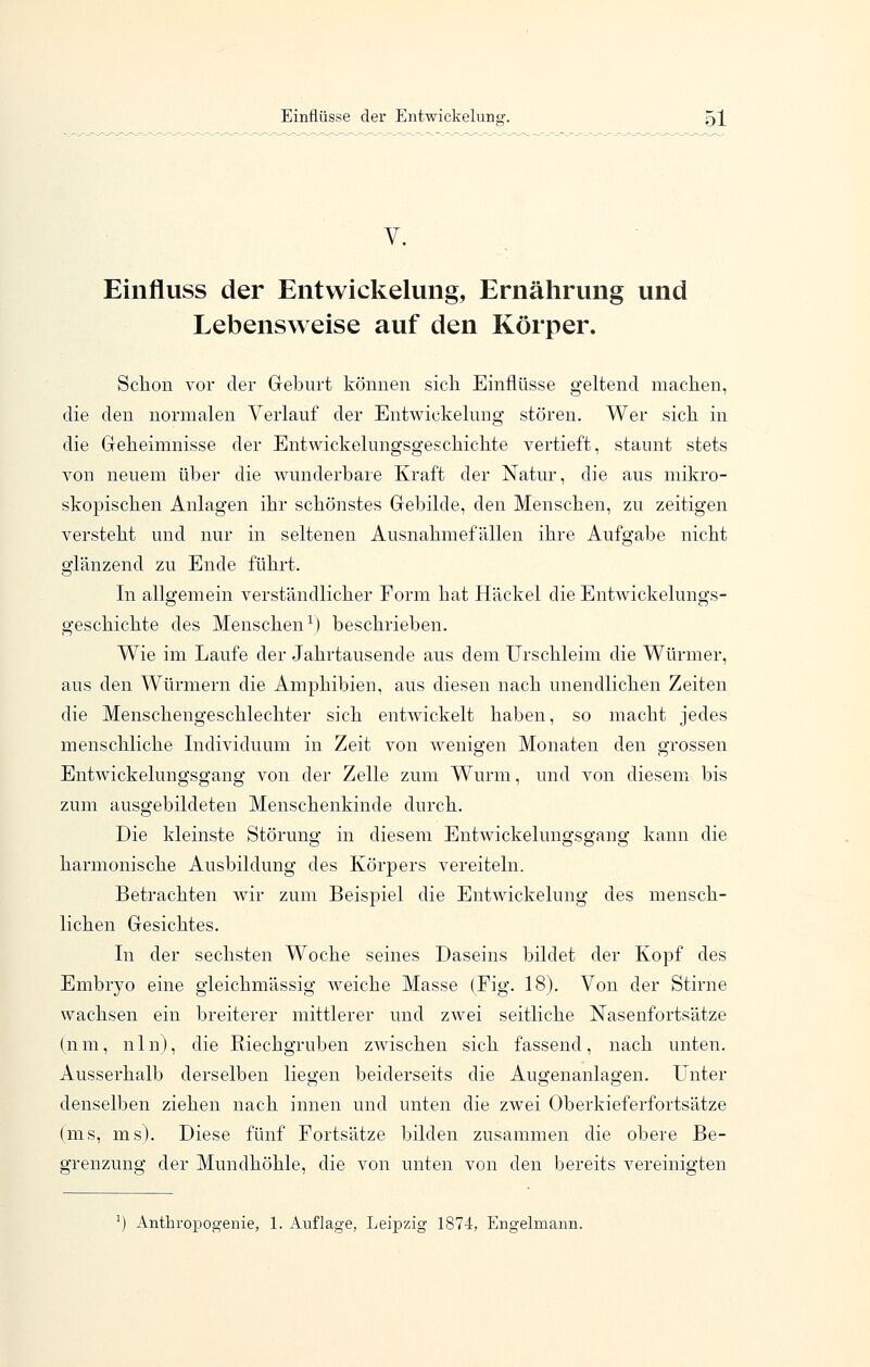 Einfluss der Entwickelung, Ernährung und Lebensweise auf den Körper. Schon vor der Geburt können sich Emflüsse geltend machen, die den normalen Verlauf der Entwickelung stören. Wer sich in die Geheimnisse der Entwickelungsgeschichte vertieft, staunt stets von neuem über die wunderbare Kraft der Natur, die aus mikro- skopischen Anlagen ihr schönstes Gebilde, den Menschen, zu zeitigen versteht und nur in seltenen Ausnahmefällen ihre Aufgabe nicht glänzend zu Ende führt. In allgemein verständlicher Form hat Häckel die Entwickelungs- geschichte des Menschen-^) beschrieben. Wie im Laufe der Jahrtausende aus dem Urschleim die Würmer, aus den Würmern die Amphibien, aus diesen nach unendlichen Zeiten die Menschengeschlechter sich entwickelt haben, so macht jedes menschliche Individuum in Zeit von wenigen Monaten den grossen Entwickelungsgang von der Zelle zum Wurm, und von diesem bis zum ausgebildeten Menschenkinde durch. Die kleinste Störung in diesem Entwickelungsgang kann die harmonische Ausbildung des Körpers vereiteln. Betrachten wir zum Beispiel die Entwickelung des mensch- lichen Gesichtes. In der sechsten Woche seines Daseins bildet der Kopf des Embryo eine gleichmässig weiche Masse (Fig. 18). Von der Stirne wachsen ein breiterer mittlerer und zwei seitliche Nasenfortsätze (nm, nln), die Riechgruben zwischen sich fassend, nach unten. Ausserhalb derselben liegen beiderseits die Augenanlagen. Unter denselben ziehen nach innen und unten die zwei Oberkieferfortsätze (ms, ms). Diese fünf Fortsätze bilden zusammen die obere Be- grenzung der Mundhöhle, die von unten von den bereits vereinigten Anthropogenie, 1. Auflage, Leipzig 1874, Engelmann.
